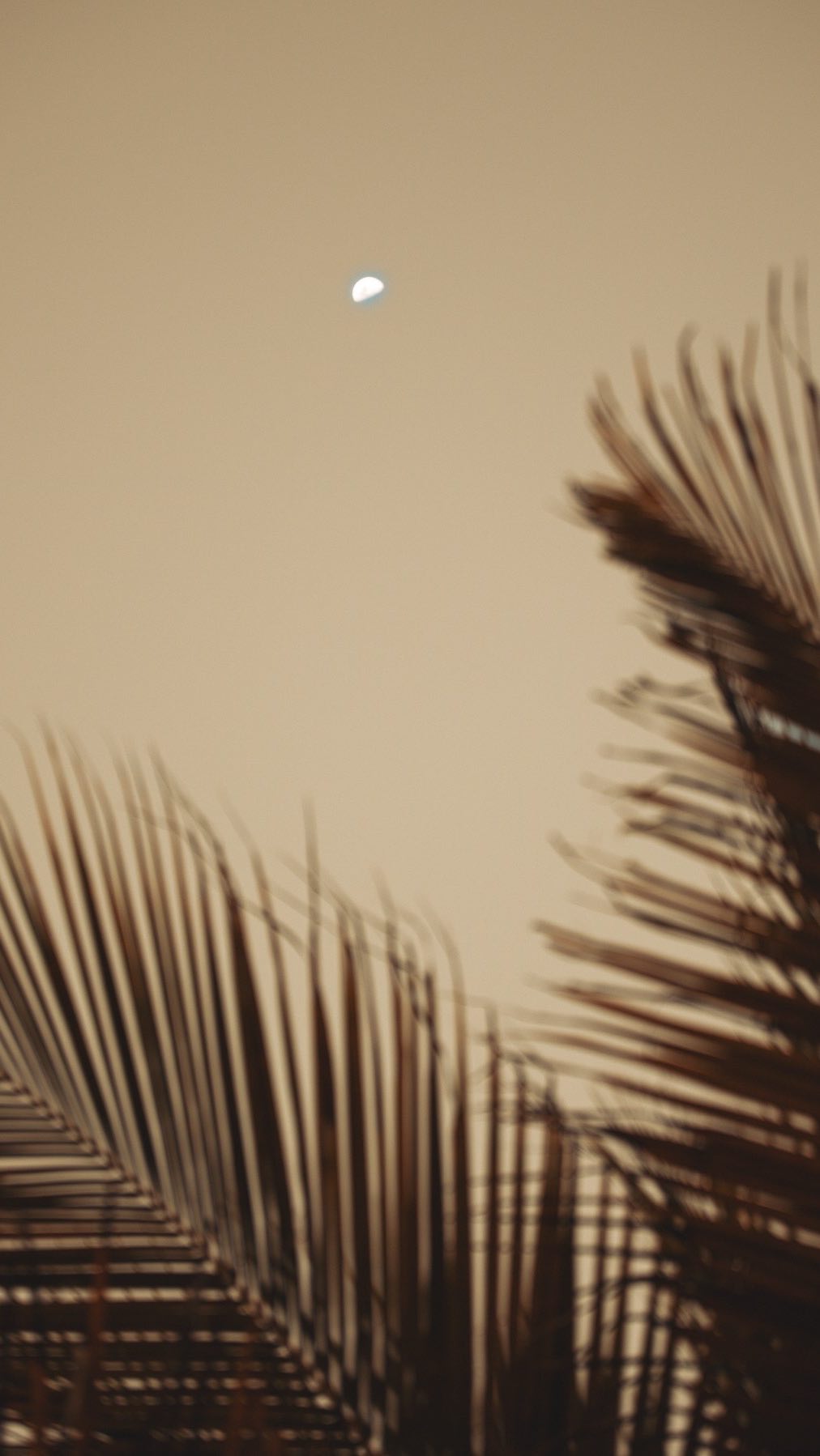 La suite en description 👇
On a volé mon travail, et le pire ?
Ils l’ont reproduit tel quel, jusqu’à laisser le nom de ma marque dessus 😆
Ce n’est pas une “coïncidence”. Ce n’est pas une “inspiration” : c’est un vol d’identité créative.
Derrière ce visuel, il y avait des heures de travail, de recherche, de tests, de ratés, de retouches.
Il y avait une intention : proposer quelque chose de sincère, d’original, qui ait du sens.
Pas juste “produire un motif”, mais créer un univers, à ma manière, à mon rythme.
Je ne suis pas une multinationale qui pèse des millions d’euros, je suis une petite créatrice qui se saigne et fait d’énormes sacrifices pour faire vivre son projet au quotidien.
Je dessine, je fabrique en petites quantités dans des ateliers minutieusement sélectionnés en essayant de respecter mes valeurs :
✅ proposer moins mais mieux
✅ respecter les personnes derrière les produits
✅ ne pas inonder le marché de vêtements jetables
Alors voir mon travail récupéré par une machine industrielle, reproduit à la chaîne sans mon autorisation, déconnecté de son sens, c’est violent.
Parce que je n’ai pas le poids nécessaire pour me défendre.
Mais je refuse de me taire.
Cette industrie qui copie les artistes indépendants tout en produisant dans des conditions opaques, souvent au mépris des droits humains et de l’environnement, ne peut plus continuer sans qu’on ouvre les yeux.
C’est facile pour eux : ils repèrent une idée qui fonctionne, la répliquent sans effort, la diffusent massivement à bas coût.
Et nous ? On perd notre essence, notre légitimité, parfois même la confiance de notre communauté.
Ce n’est pas juste une question d’argent.
C’est une question de respect.
Respect du travail. De la création. De l’éthique.
Alors je parle.
Pour moi, pour tous les autres créateurs à qui c’est déjà arrivé.
Parce que oui, on est nombreux. Trop nombreux.
Et parce que si on se tait, on rend ces pratiques normales.
#RespectDesCréateurs #SupportSmallBrands #supportsmallbusiness #plagiat #createurfrançais #SlowFashion #StopFastFashion #entrepreneurlife #fastfashionsucks #femmeentrepreneure