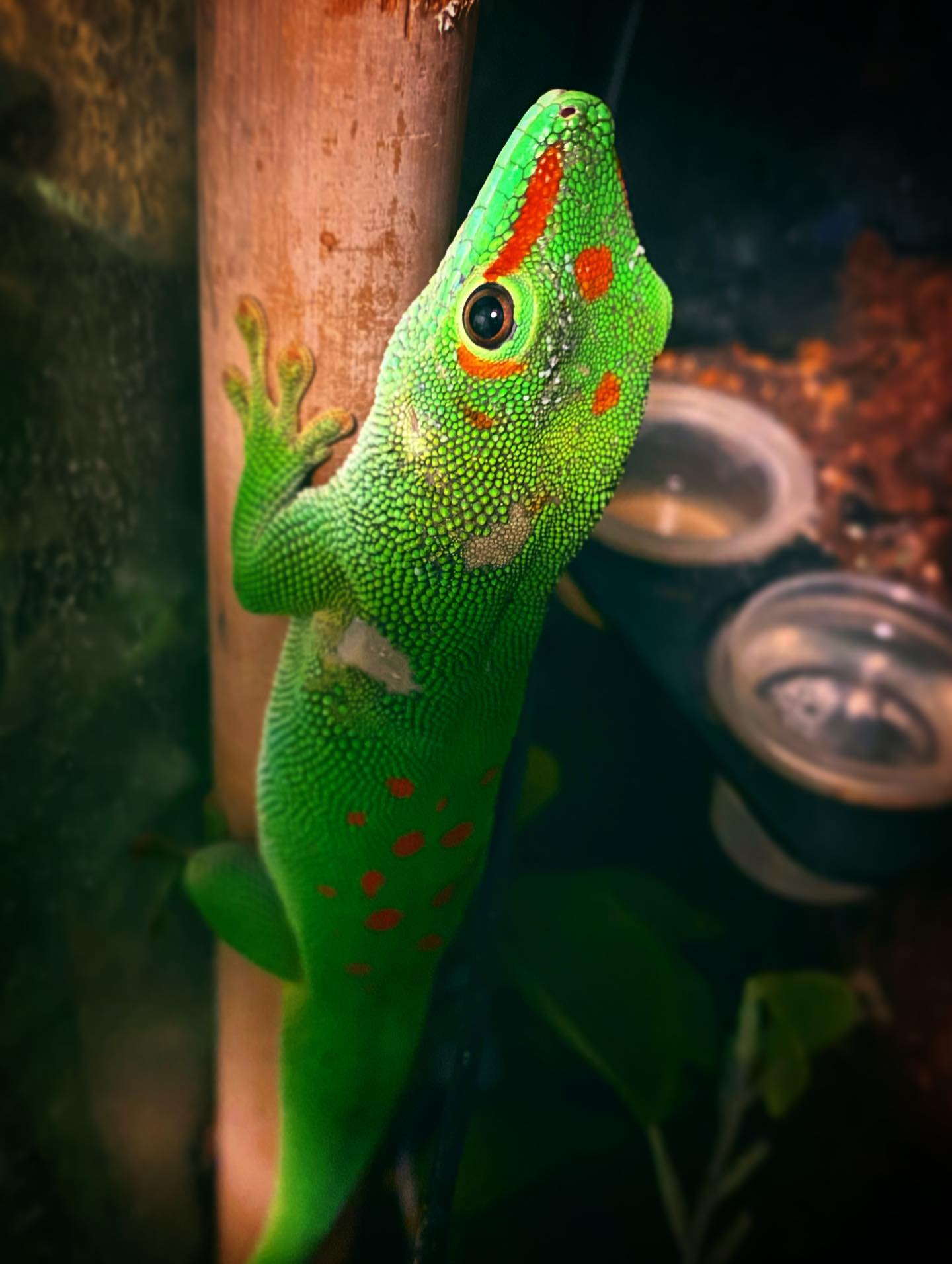 🦎 Si HEI til en av våre fargerike beboere i reptilrommet – stor daggekkoen er klar for sommeren! 🌿✨
Lørdag 28. juni åpner vi dørene til en ny sesong på Snyfjellet Gård og Smådyrpark, og både de små og store dyrene gleder seg til å få besøk igjen 🐐🐍🐓
Vi har mange nye opplevelser å dele – fra eksotiske reptiler til gårdskos og grønne omgivelser på vakre Senja. Ta med familien, venner eller bare nysgjerrigheten – vi lover ekte opplevelser med dyr og god stemning hele sommeren ☀️
📍 Åpent fra 28. juni kl 13:00 til 16:00 – velkommen inn i dyrenes verden!
#SnyfjelletGård #Smådyrpark #Senja #VisitSenja #Dyreopplevelser #BarnasFavoritt #SommerPåSenja #Reptilrommet #NorgeMedBarn #Dyrevenn #OpplevSenja #Animal #Animallove #zoo #reptil