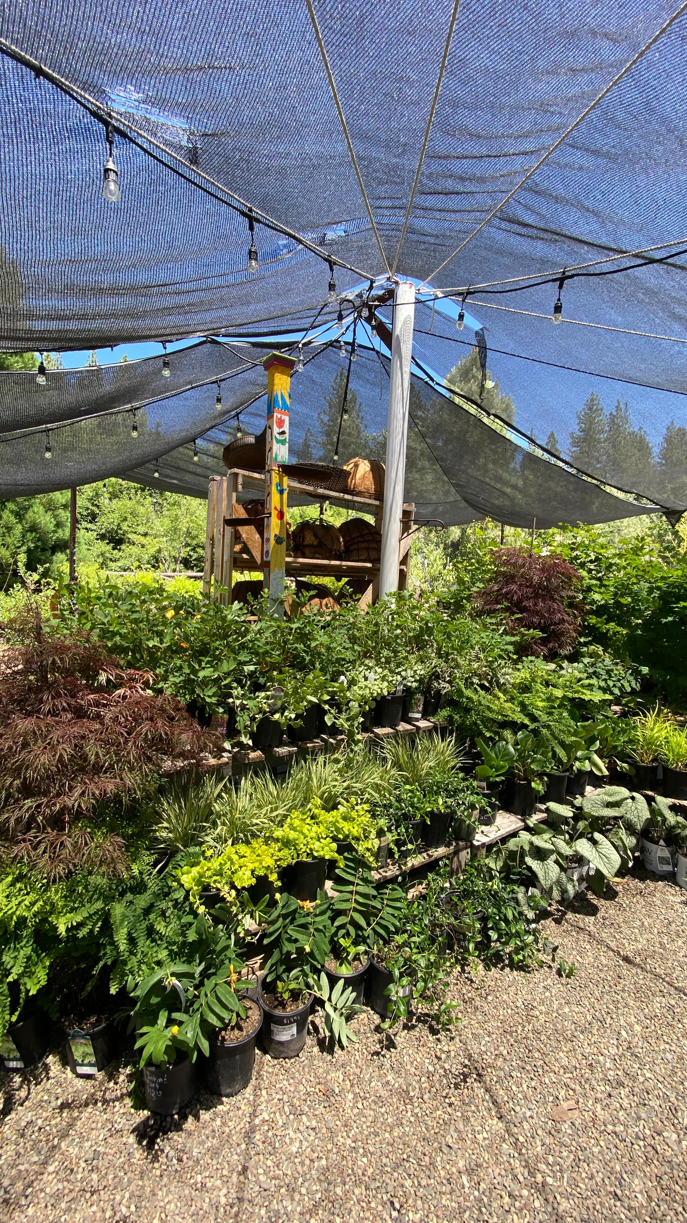 Take a walk through a few perennial sections of the garden center with us 🌳🌿🌻🌸🌾🪻
Aspens, fruit trees, privacy shrub, shade lovers and always so many more! This is the soft launch of our new NATIVE SECTION 🤩 on the back side of the blue shop. Come see our plant babies! They are waiting to come home with you! ❤️
Open: 9am-4pm // Thursday-Monday