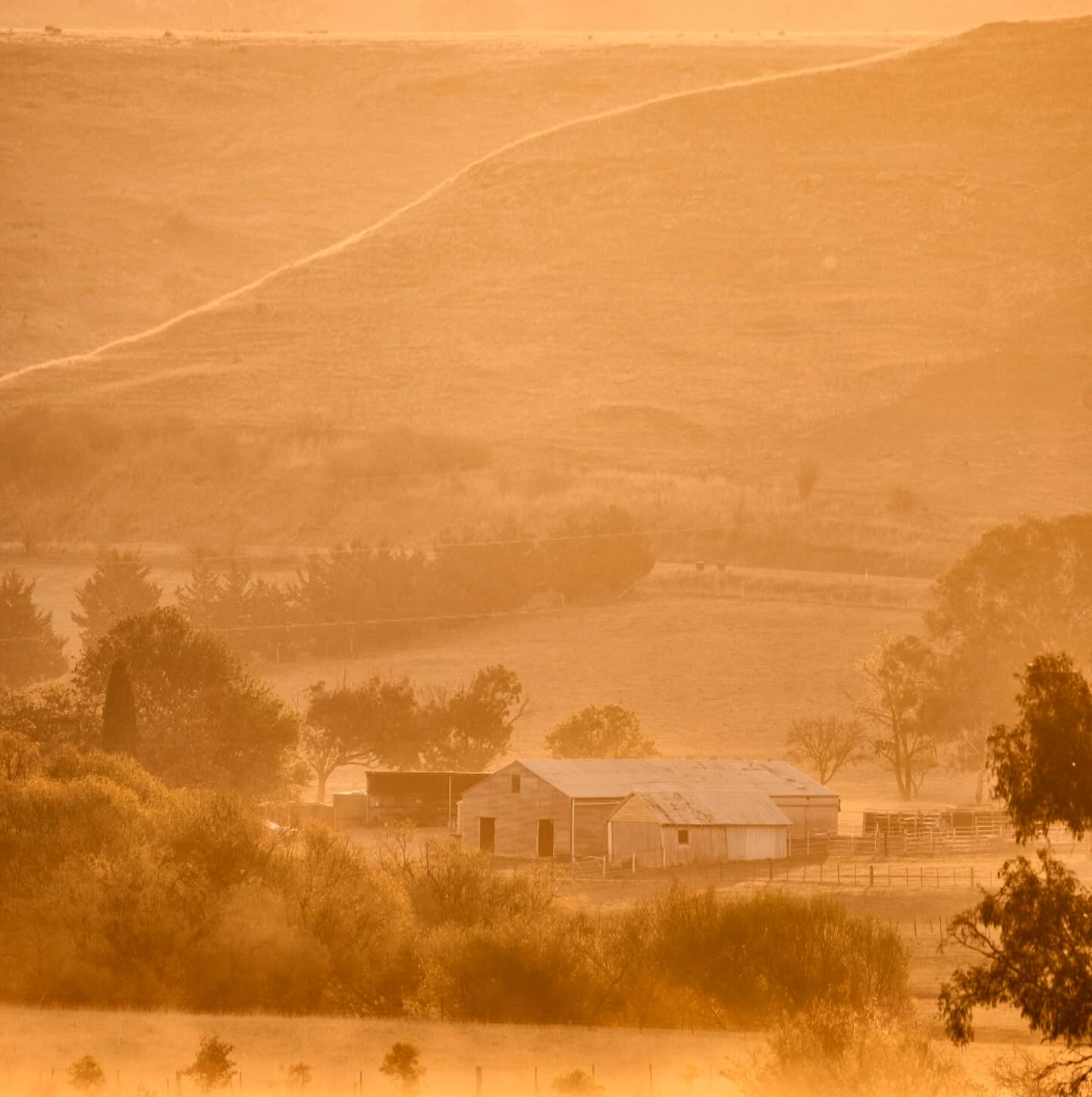 Golden hour and Winter dust. You wouldn’t believe the days have been freezing cold looking at this. 😳
.
.
.
#goldenhour #winter #seehighcountryvictoria #mansfieldmtbuller #allthingsagriculture