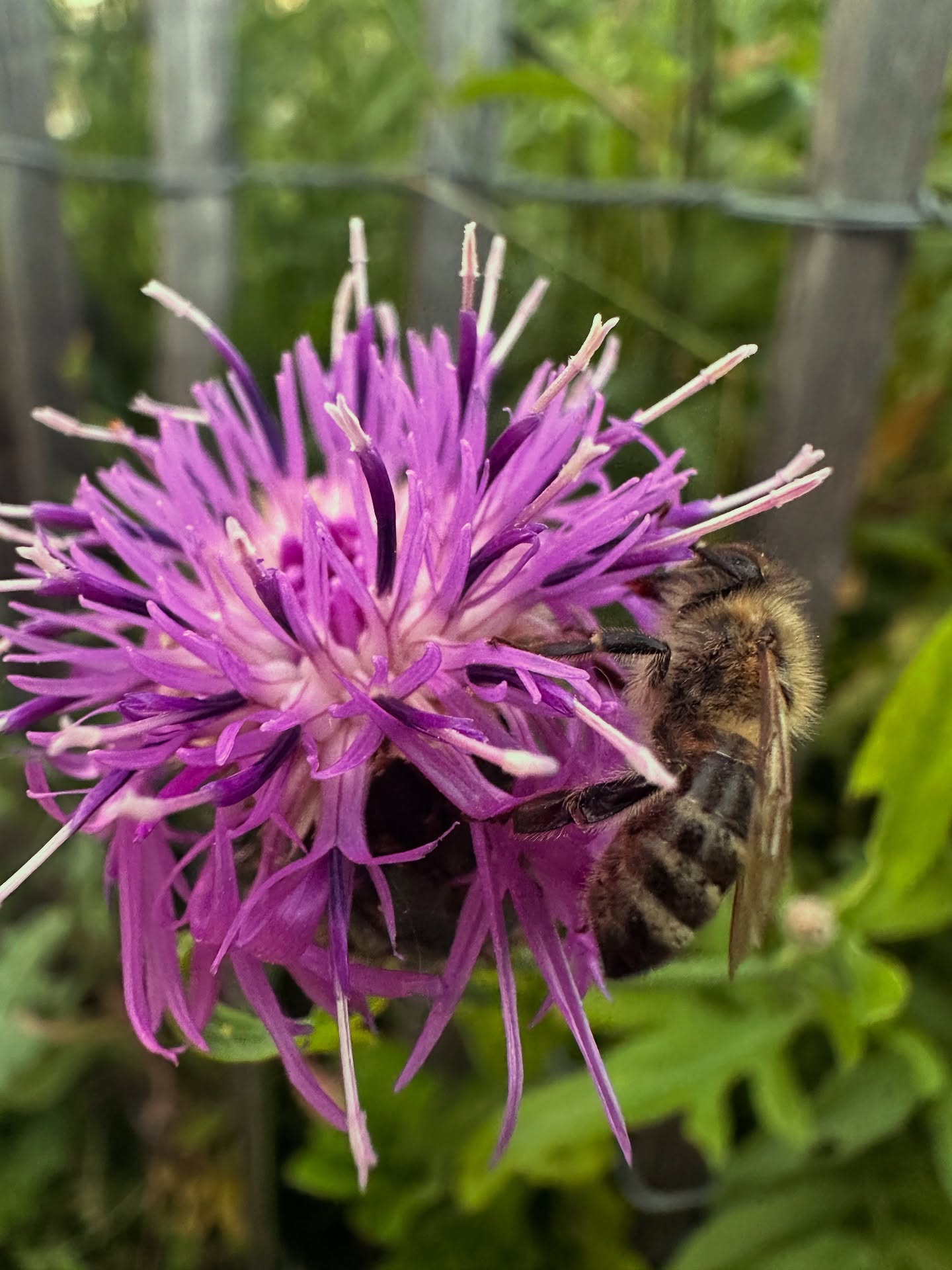 Jede*r kann was tun damit Insekten wie Bienen und Co unterstützt werden auch in der Stadt!
Zum Beispiel einfach mal einen Grünstreifen nicht mähen lassen oder bienenfreundliche Pflanzen wie Lavendel, Sonnenhut oder Flockenblumen pflanzen. Auch Eine kleine Trinkstelle mit Steinen hilft.
Urbaner Raum kann so viel mehr Lebensraum sein wenn wir ihm eine Chance geben 🫶🥰
#Bienenretten
#Artenvielfalt
#Insektenhelfen
#NaturinderStadt
#Wildbienen
#Bienenfreundlich
#Naturschutz
#Blumenwiese
#Grünstreifen
#Flockenblume
#Umweltschutz
#Biodiversität
#Lebensraum
#Stadtgrün
#Gartenliebe
#SaveTheBees
#Pollinators
#UrbanNature
#Wildflowers
#BeeFriendly
#Biodiversity
#EcoFriendly
#GreenCity
#NatureLovers
#FlowerPower
#SustainableLiving
#UrbanGardening
#CityNature
#BeeConservation
#ViennaNature