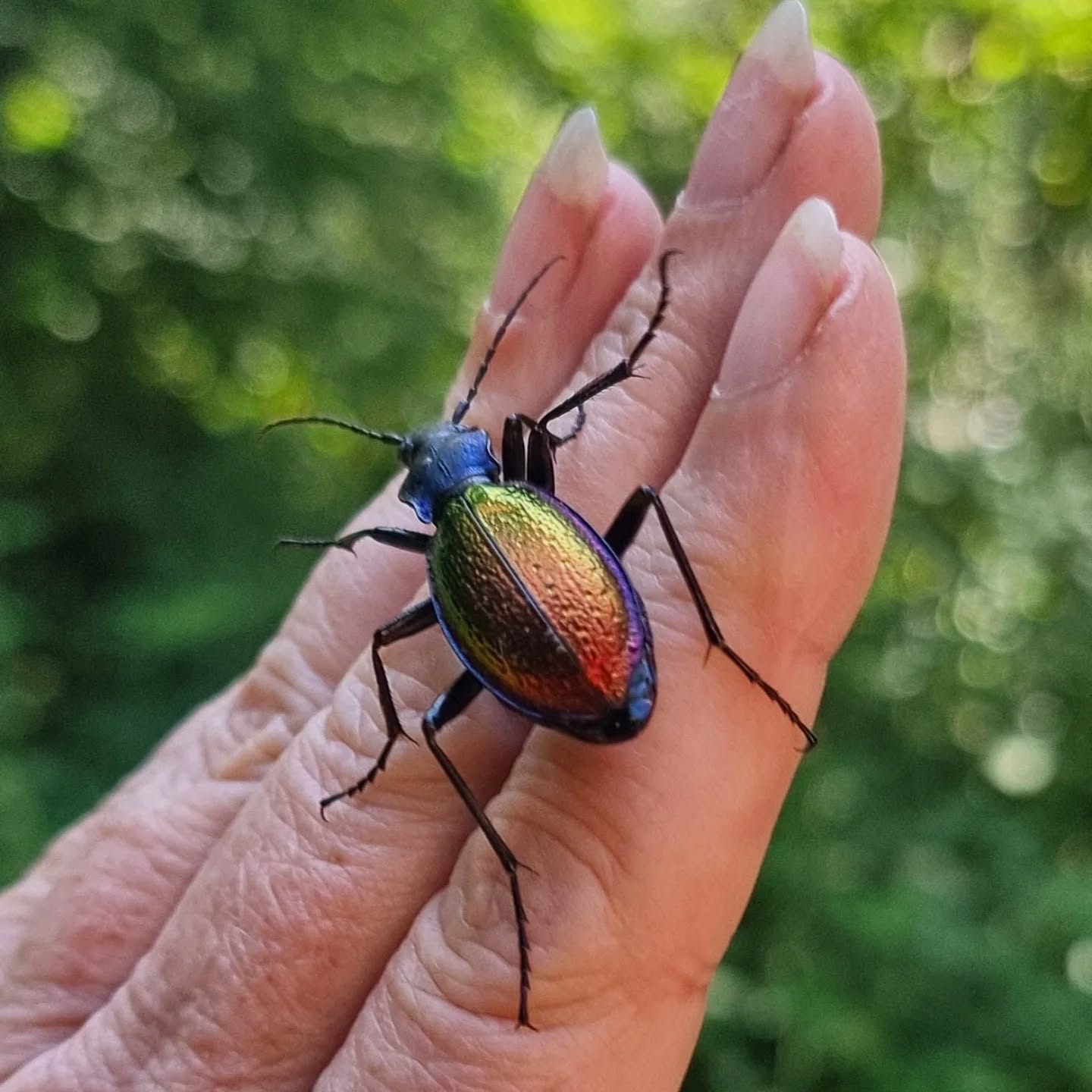 Look who came to visit my workshop this morning -isn't he fabulous !
Regardez qui est venu visiter mon atelier ce matin, n'est-il pas fabuleux ?
#beetle #fabulousbeetle #aveyron