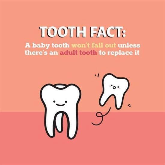 #toothfacttuesday 🤣