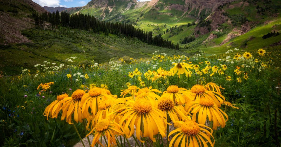 CB Listings Boom & Wildflowers Bloom 🌻 Check out my latest newsletter! Link in bio.
#crestedbutte #crestedbuttecolorado #crestedbutterealestate #crestedbutterealtor #coloradorealestate #mountcrestedbutte #skicb #vailresorts #epicpass #luxuryrealestate