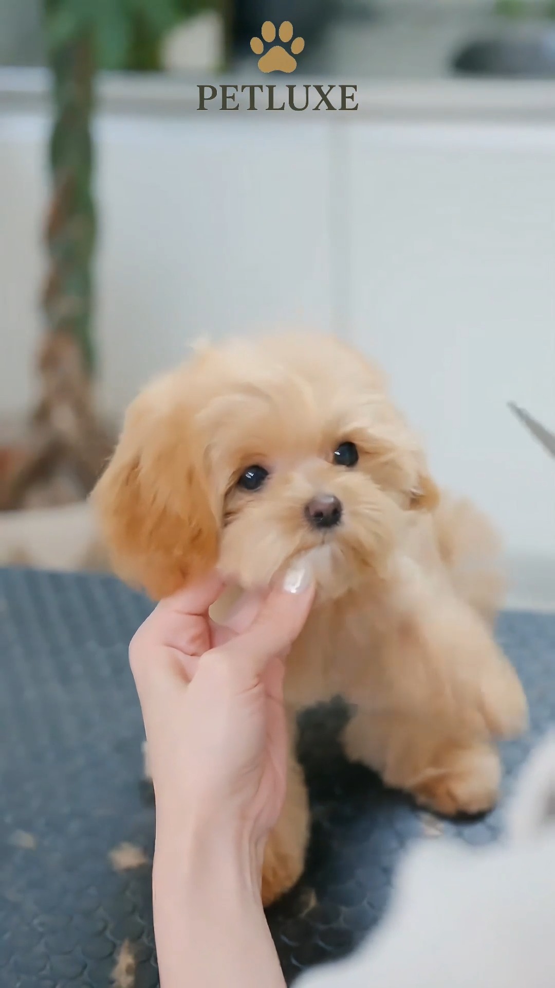 First groom… and a whole new glow. ✨
Watch this little fluff go from anxious to absolutely radiant in no time. 🐾
At PetLuxe, it’s not just grooming—it’s trust, love, and gentle care every step of the way.
📍 Visit us at M Floor, Building 22, Al Hisn
📞 Call 02 566 2815 to book your pet’s first visit
.
.
#petluxe #PetGrooming #FreshPets #AbuDhabi #SummerPets #SeasonalCare #PetBoarding