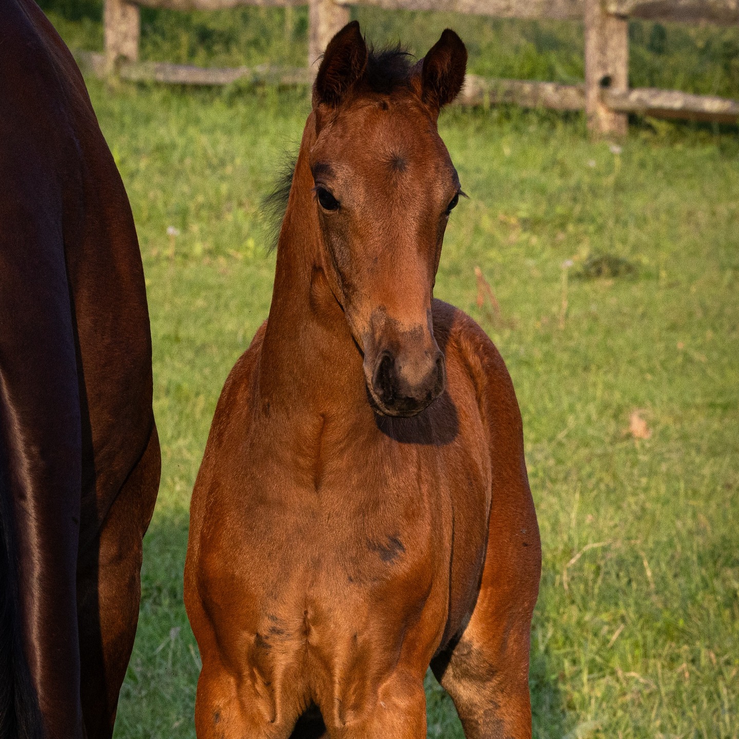 Madonna QC (Monterey x Franziskus FRH x Royal Classic x Diamond Hit) — an exquisite filly with the best character.