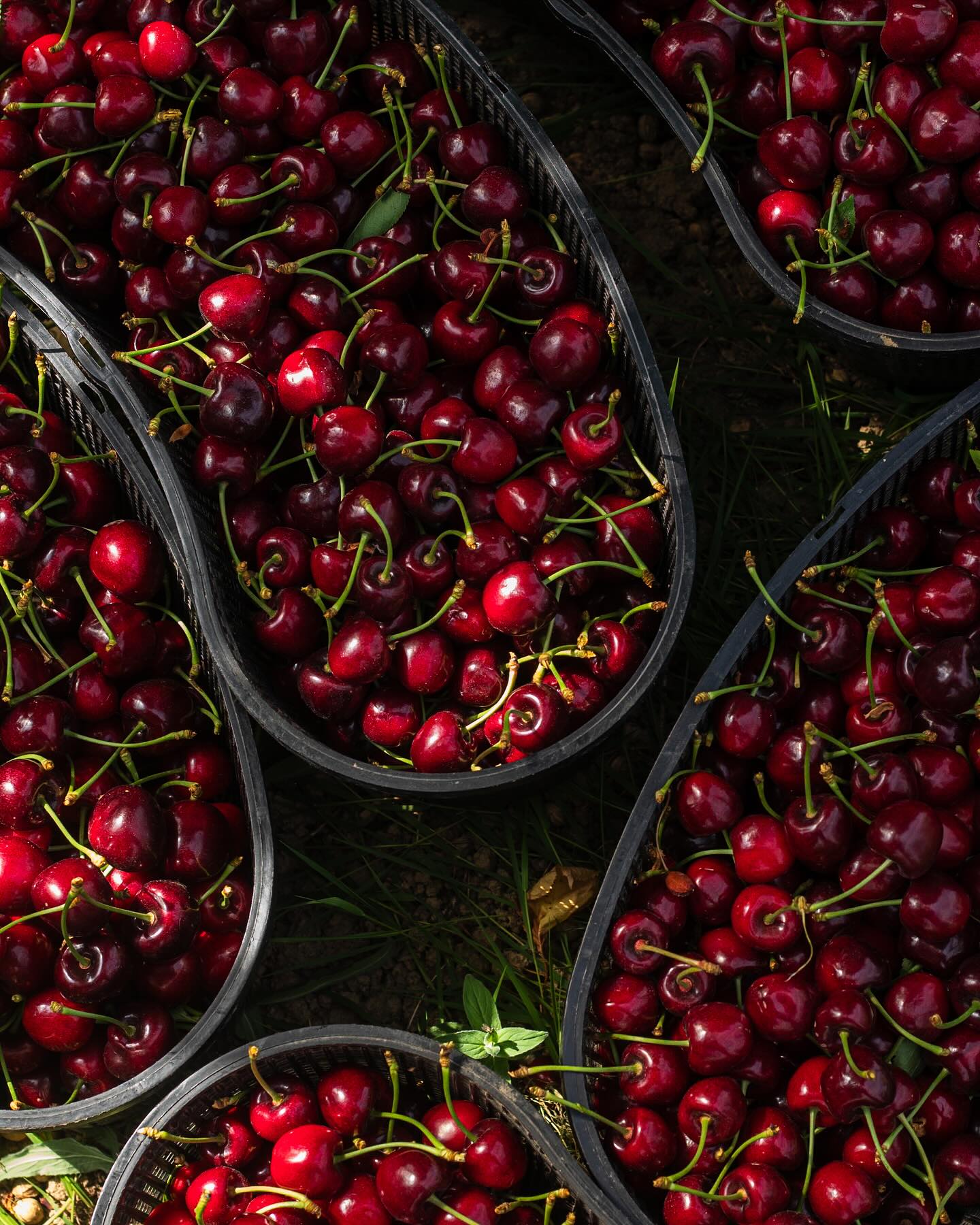 Kirschenzeit 🍒 – das bedeutet bei uns: Hochbetrieb, viele Hände, viel Sonne und manchmal auch viel Trubel.
Gemeinsam mit unserer Familie und unseren fleißigen Erntehelfer:innen aus Rumänien ernten wir aktuell täglich die schönsten Kirschen – direkt vom Baum. Es ist anstrengend, manchmal chaotisch, aber auch voller Zusammenhalt und lustigen Gesprächen.
Was wir alle besonders lieben: die kleine Pause mit Kaffee und Kuchen unter dem Kirschbaum. Zwischen Körben, Leitern und Kirschflecken tanken wir neue Energie, erzählen, lachen und genießen wir den Moment. #kirschen #kirschernte #kirschenzeit #kirschenliebe #chirsistrich #chirsi #rumänien #wintersweiler #helfer #familie #hofladenlang #regional #kirsche #saison #kandern #karsau #schwörstadt #basel #lörrach #wochenmarkt #wochenmarkt24dreiländereck #weilamrhein #efringenkirchen #kirschbaum #kirschplotzer #lachen #gemeinsam #unseralltagistihrekindheit