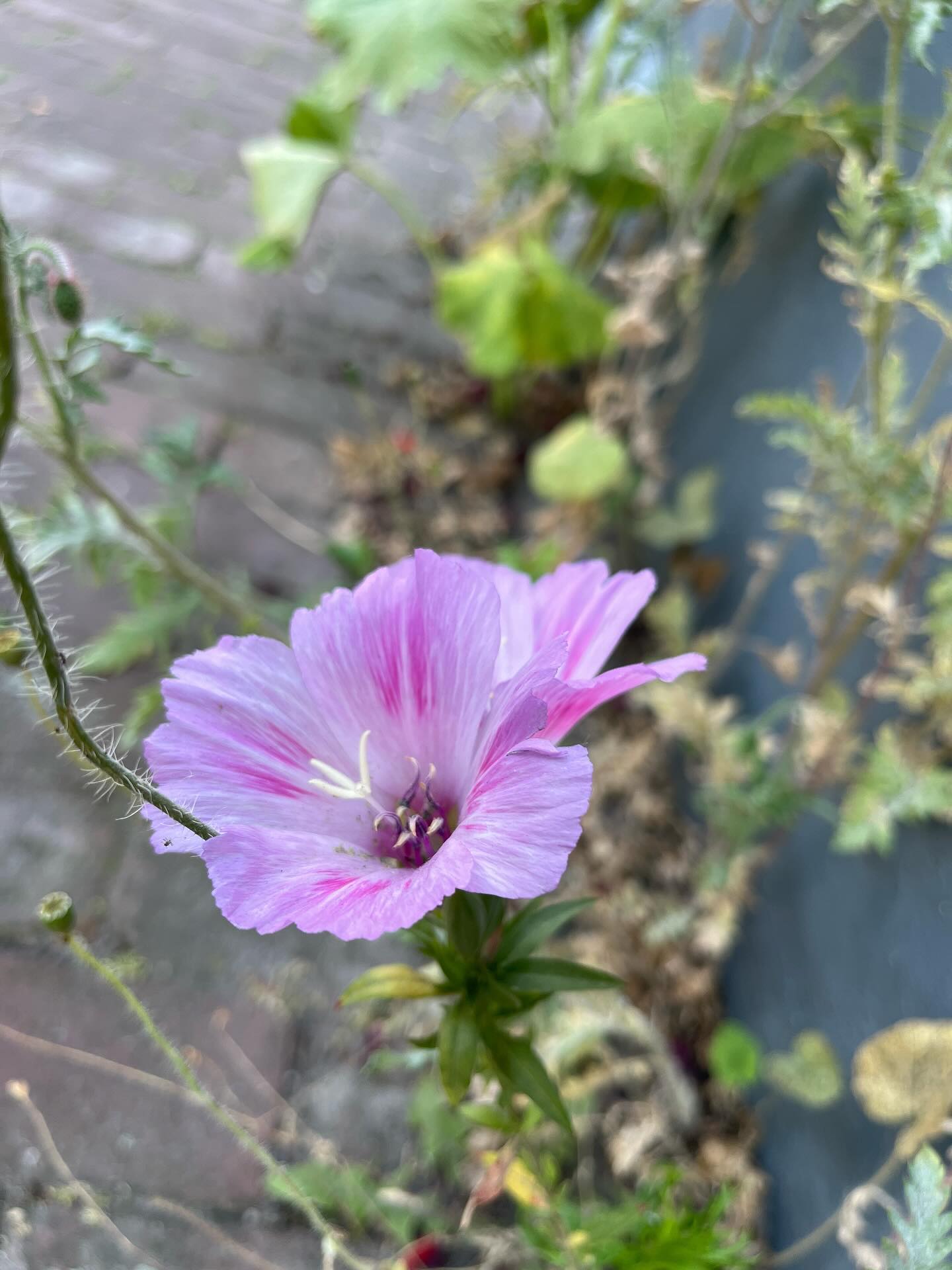 Clarkia amoeba .
Volgens ObsIdentify een zeldzame plant in Nederland. Staat zomaar tussen de klaprozen en stokroos tegen de gevel aan de voorzijde van ons huis 🤩