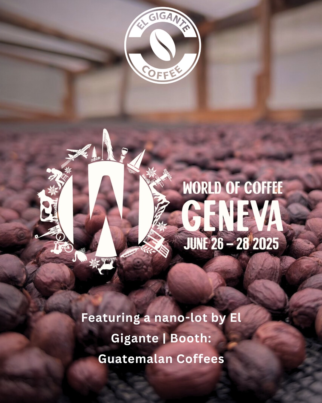 One of our signature nano-lots will be featured at the Guatemalan Coffees booth during World of Coffee Geneva 2025.
Grown among the clouds. Crafted with passion.
📍 Geneva, June 26–28
El Gigante’s Vault opens in Europe.