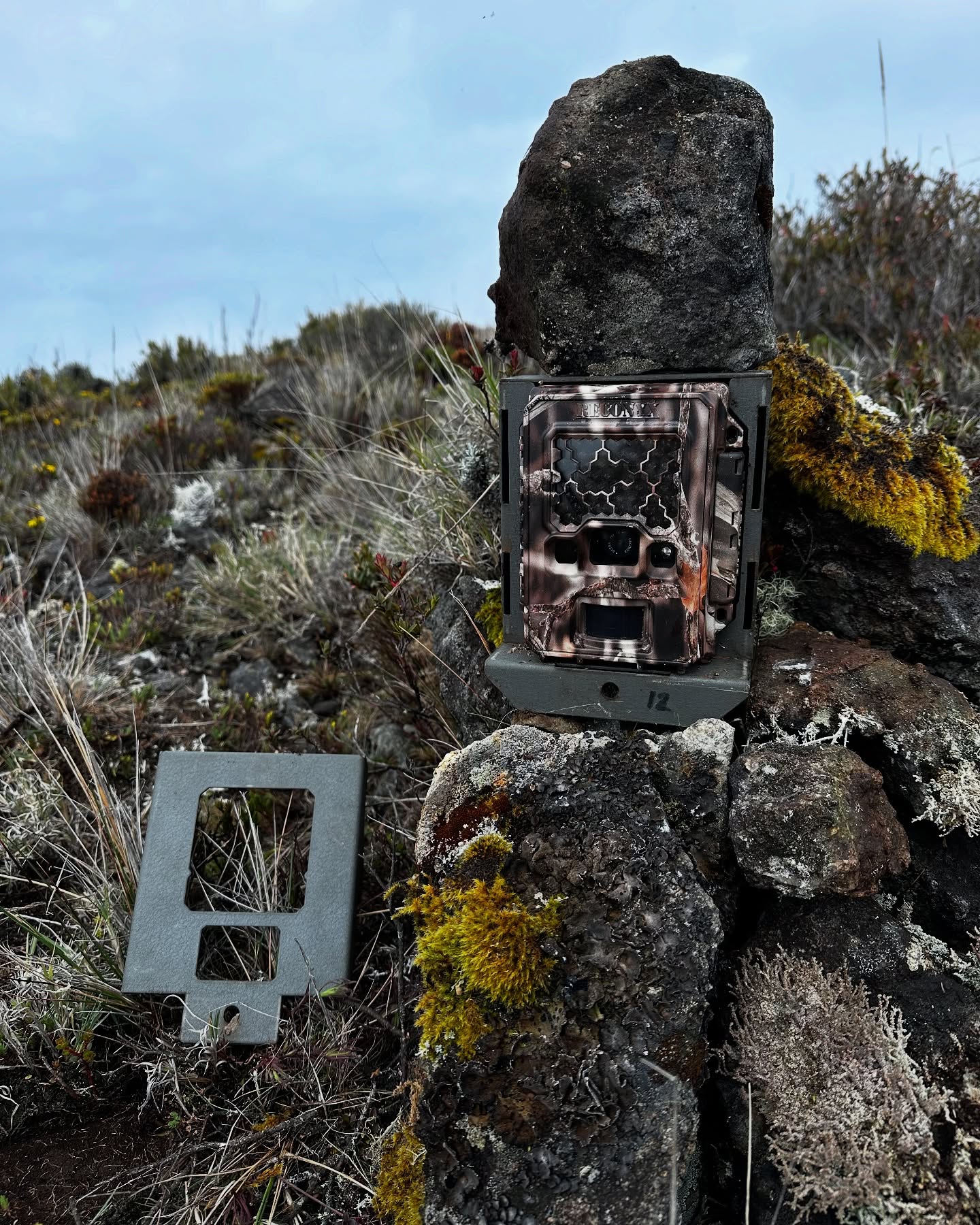 Uran & Chirripó Camera Trap Survey, June 2025⛰️ 🐆
Researchers from @cloudbridge_nature_reserve joined founder @benjaminlwild on the 3 day camera trap survey through Chirripó National Park, owned by Dr. Mike Mooring! Long days, lots of cameras and wild cat activity!
#WildCatImaging #WildCatProject #WildCatConservation #WildCatPhotography #BigCatConservation #SaveTheWildCats #WildlifePhotography #WildCatsOfInstagram #WildlifeImaging #CatConservation #WildlifeProtection #NatureLovers #ConservationPhotography #EndangeredSpecies #WildlifeConservation #SaveOurWildlife #ProtectOurPlanet #NaturePhotography #WildlifePlanet #PlanetEarth #InstaWildlife #NatureLoversOfInstagram #WildlifeShots #AnimalsOfInstagram #ExploreTheWild #WildlifeProtection #CatsOfInstagram #AnimalLovers #ExploreWildlife #NatureAddicts