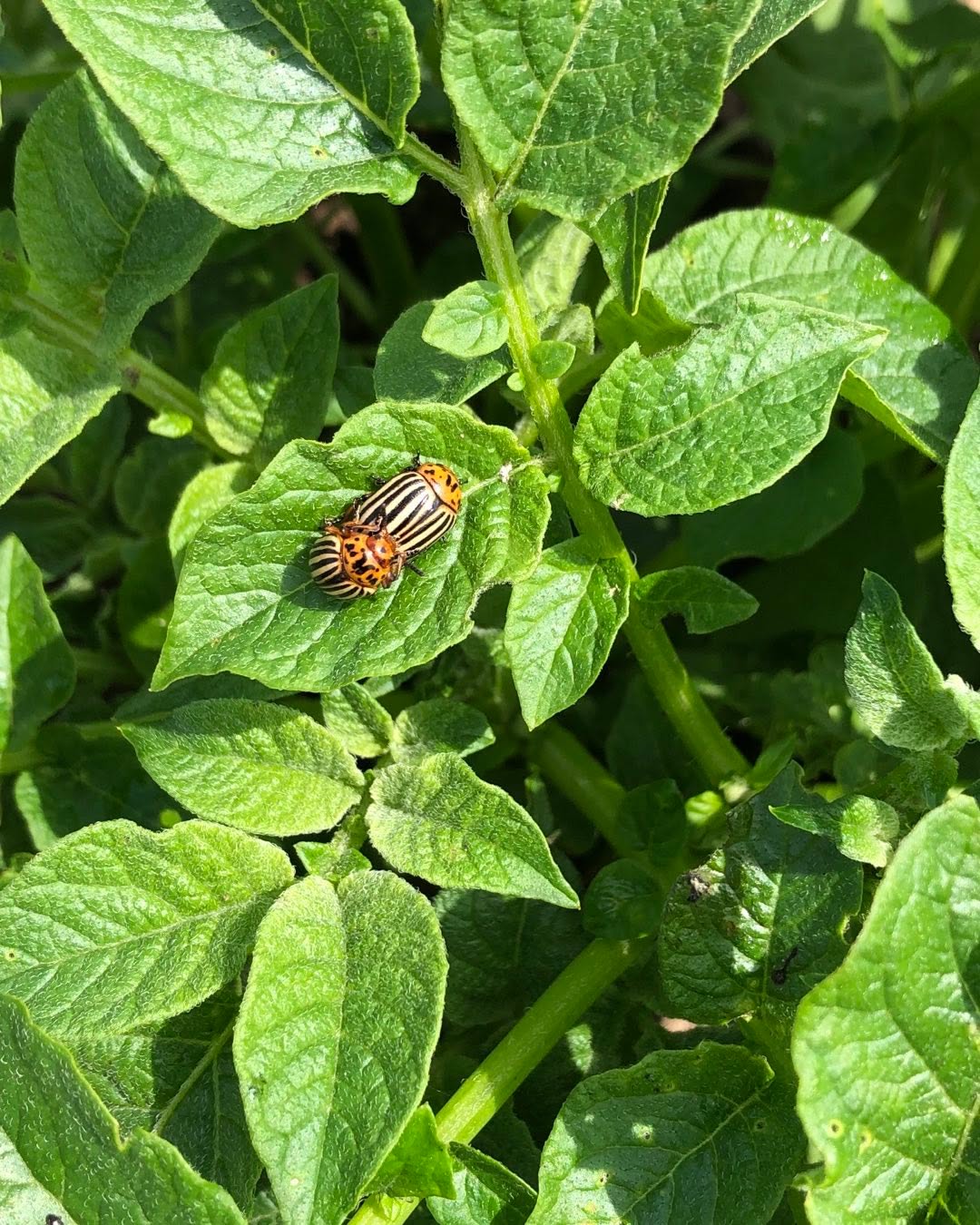 First siting of the potato beetle this season. Hope they enjoyed what they were doing because they won’t have another chance.