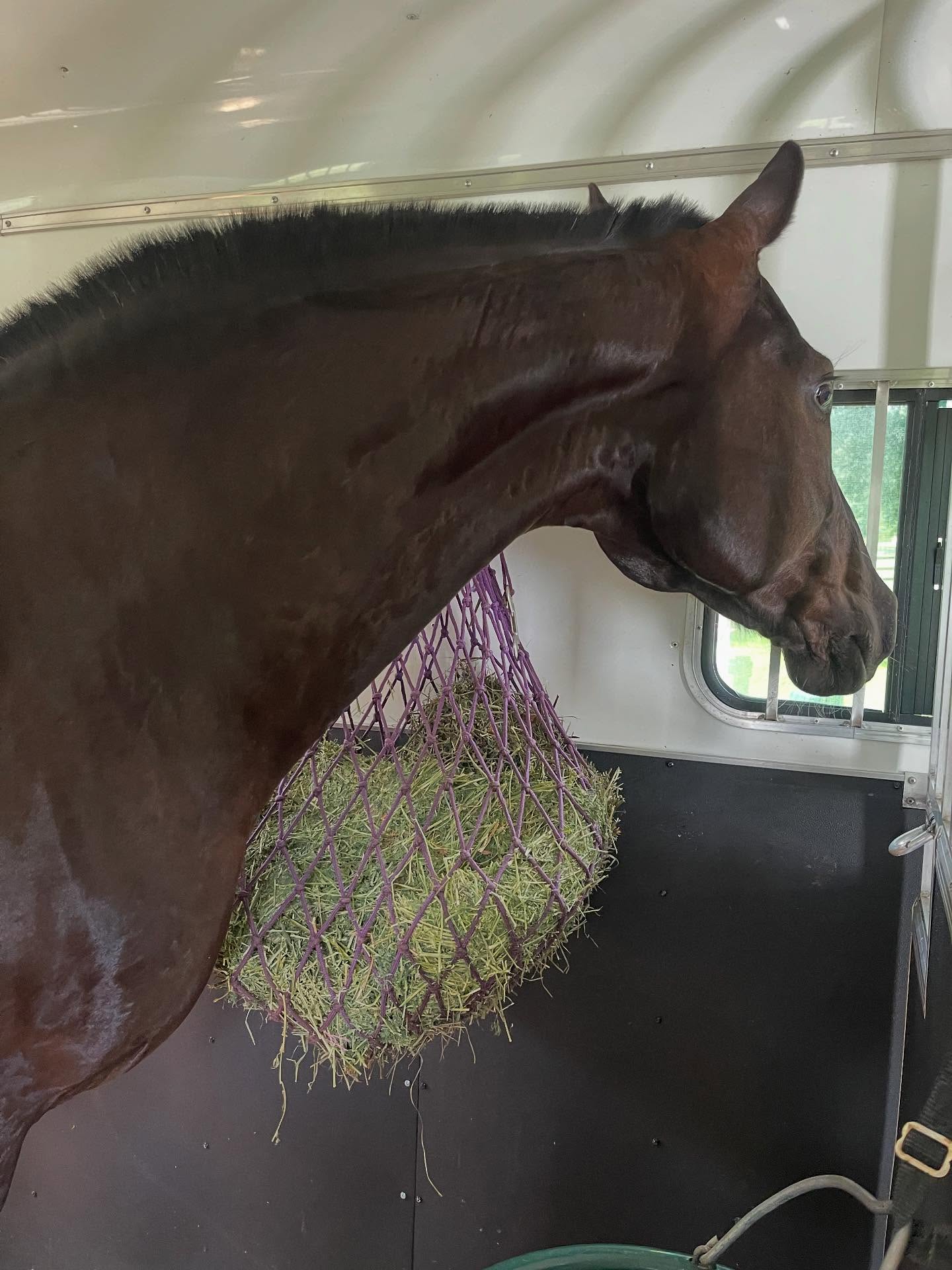 Luna is on to her next adventure ❤️. I am so happy and grateful that Luna has found her new partner! Congratulations to Janet Heeke on this new journey you will be taking with a very special horse. It is very bittersweet to see my girl go, but she couldn’t have gone to a more perfect person and place! I very much so will look forward to seeing your partnership grow and all of the fun you will have together ❤️