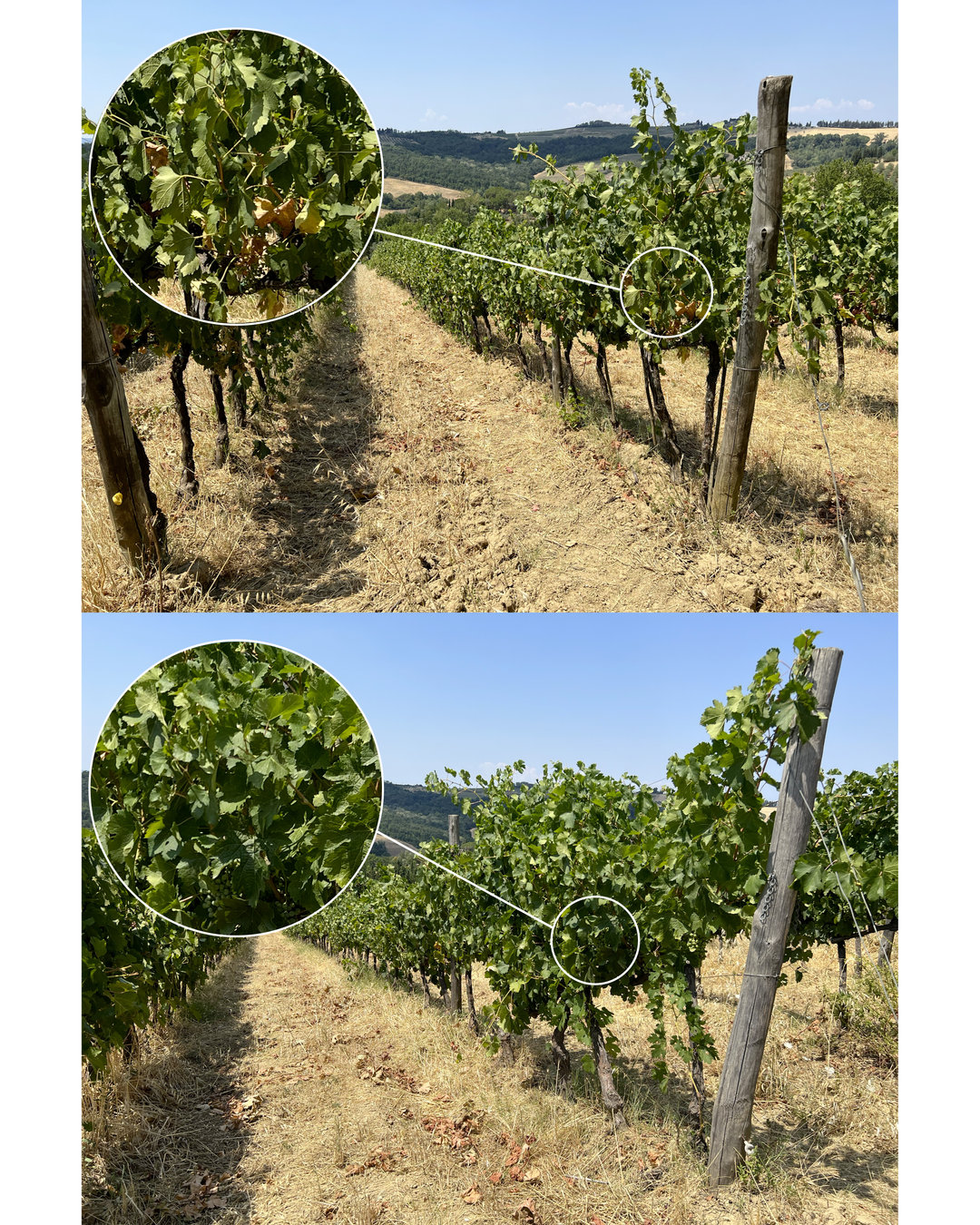 ☀️ Caldo, proteggi le piante in modo efficace con ProTech