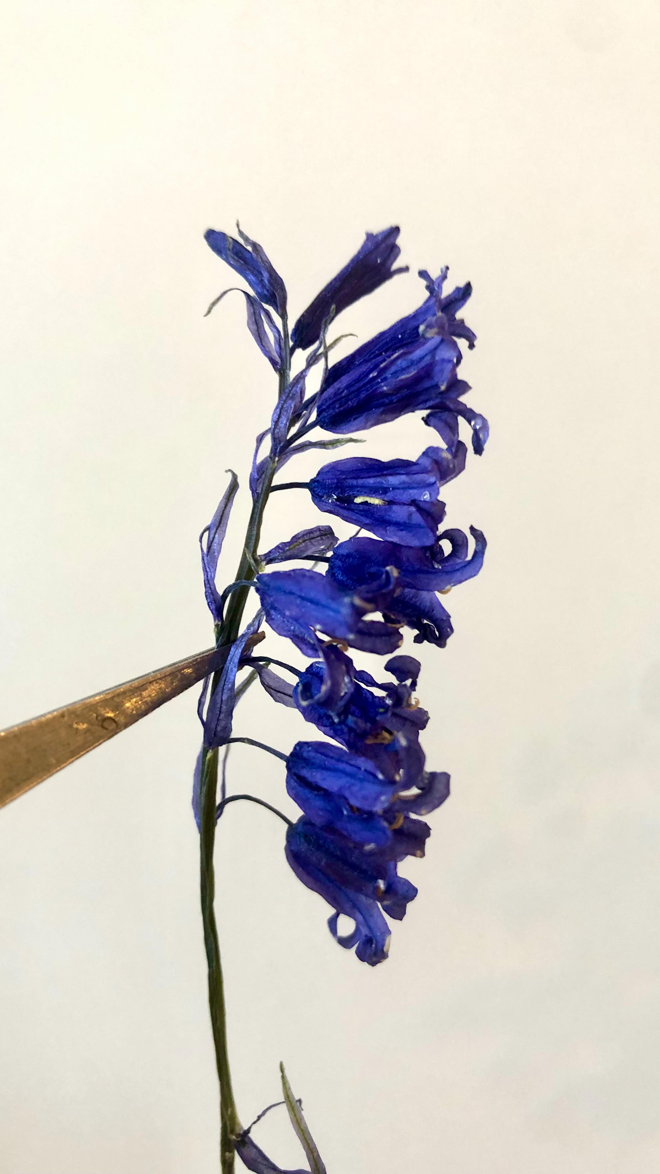 So satisfying taking flowers out of the drying sand, but especially so with Bluebells I always think!
They’re still tiny little bells!!
Bluebell necklaces available now from www.silverandbirch.com x
#realflowerjewellery #flowerjewellery #bluebell #somethingblue #bridetobe