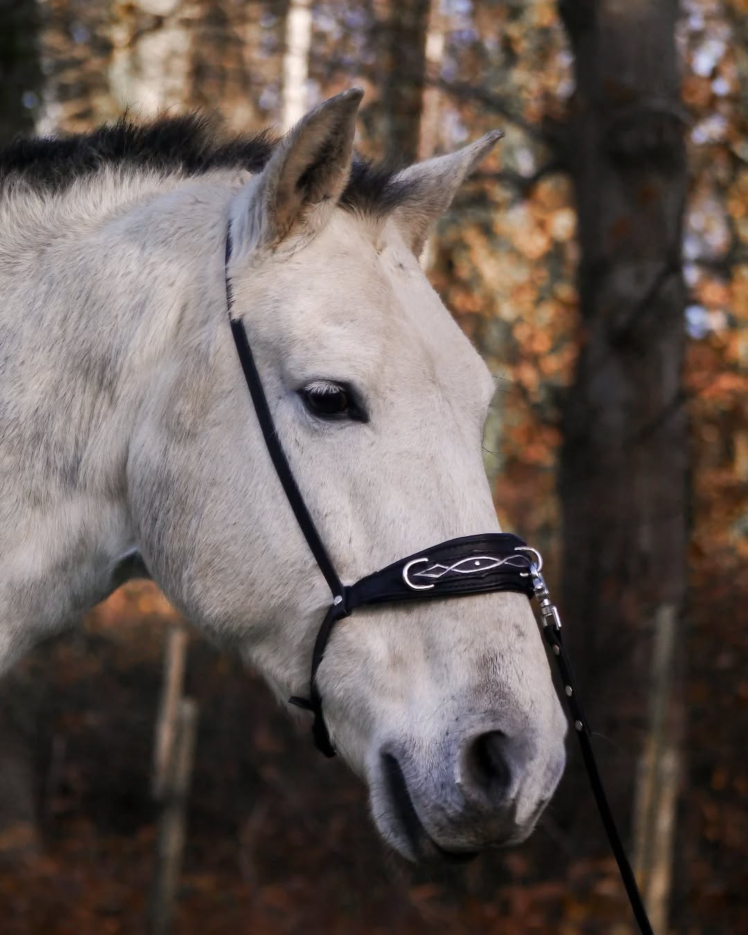 Onlangs kreeg ik heel verlegen de voorzichtige vraag of ik alsjeblieft iets bitloos kan maken. Want uniek tuig was exact wat bij de uitstraling van het paardje paste, maar ja *zucht* dat bestaat enkel met bit optoming ...
Oei! Dacht ik bij mezelf, dat moet ik dus dringend meer gaan adverteren, want ja: uiteraard kan een handgemaakt hoofdstel ook bitloos gemaakt worden! 💪🏻🔥
Hier zie je bijvoorbeeld al een leuke Cavesson/kaptoom neusriem, ideaal voor een fotoshoot met een 'classy' sfeer of wat licht grondwerk aan de hand.
Leadrope teugel door @theweyfarm @the_weyfarm_weybles
#atelierbyerica #handwerk #handmade #paardentuig #paardentuigopmaat #customhorsetack #kaptoom #academischerijkunst #grondwerkmetpaarden