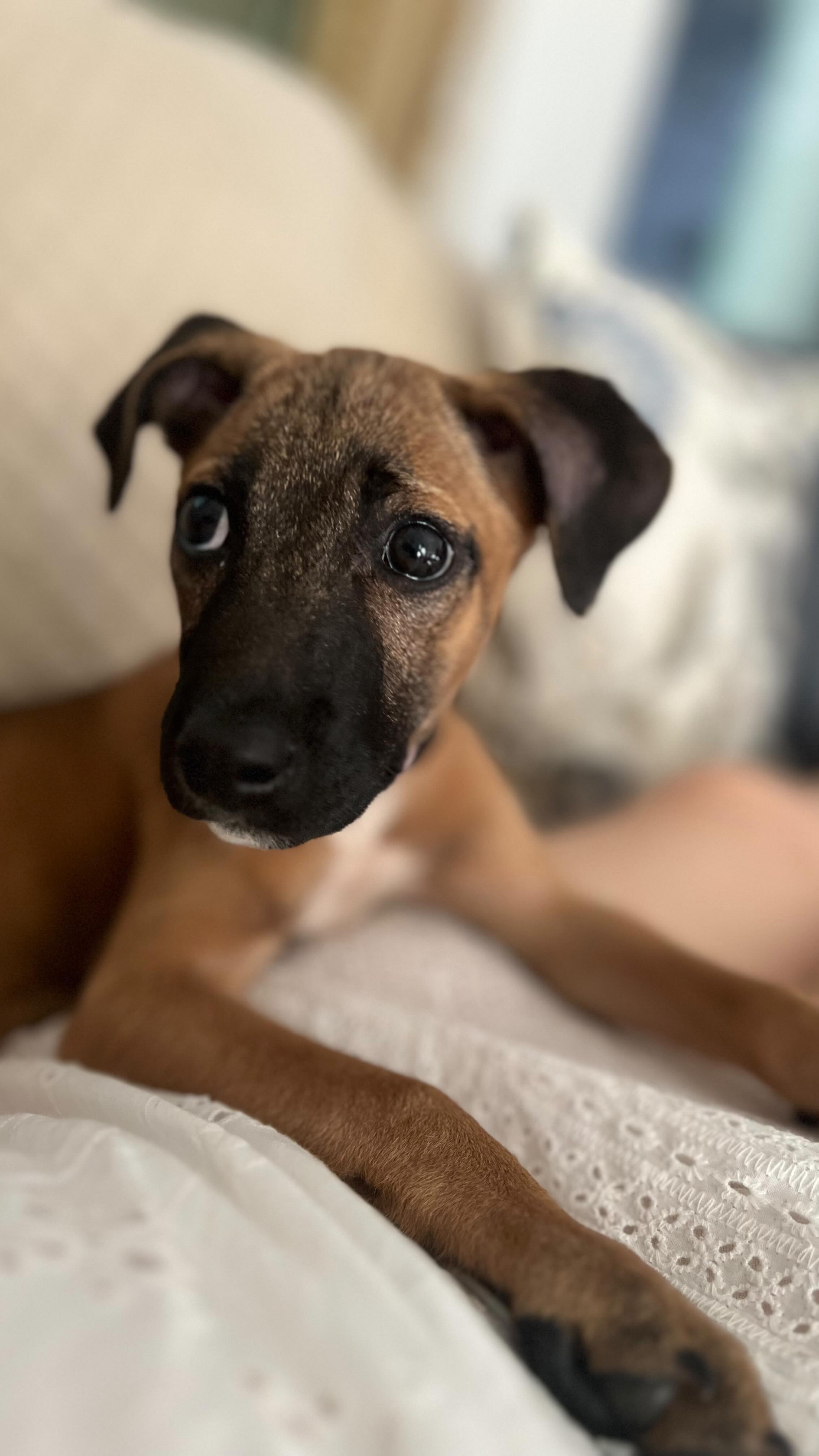 MIA comes with multiple personalities and ZERO apologies.
And the good news is, Mia is up for adoption!
Almost 4 months old, female, Indie.
Location - Bangalore.
Contact 9830991610 for enquiries! #adoptdontshop❤️ #adoptmia #bangalorepetadoption #indiepup #indielove