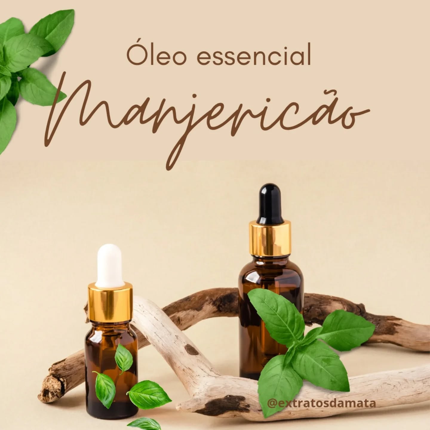 🌿 O óleo essencial de manjericão possui diversas finalidades, incluindo aromaterapia para alívio do estresse e ansiedade, tratamento de problemas digestivos, e ação analgésica e anti-inflamatória. Também pode ser utilizado para melhorar o foco e a concentração, além de auxiliar em casos de fadiga mental. 🧠
Saúde física:
Ação analgésica e anti-inflamatória, podendo aliviar dores musculares e articulares.
Auxilia no tratamento de problemas digestivos, como cólicas e desconfortos intestinais.
Pode ajudar com sintomas de rinite e sinusite.
Ação antibacteriana e antiviral.
Auxilia no tratamento de gripes e resfriados. 🤧
Outros usos:
Repelente natural de insetos.
Pode ajudar a melhorar a memória e o raciocínio.
Auxilia na regulação do sono. 🧠
#extratosdamata
