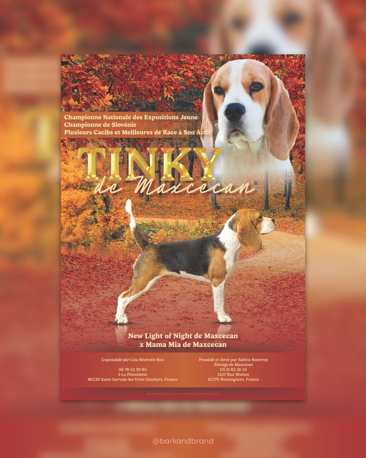 Tinky de Maxcecan 🍁🍂
The first ad to take Bark and Brand INTERNATIONAL!!
We were absolutely giddy when Liza reached out about putting together this ad to celebrate all of Tinky's accomplishments—especially since they reside in France!
Did you know that Ruthie studied abroad in France when she was 13? She had to dust up on her French grammar skills but it was all so worth it 🤗
Interested in an ad design to celebrate your dog's accomplishments? Let's chat! Email us at BarkNBrand@gmail.com