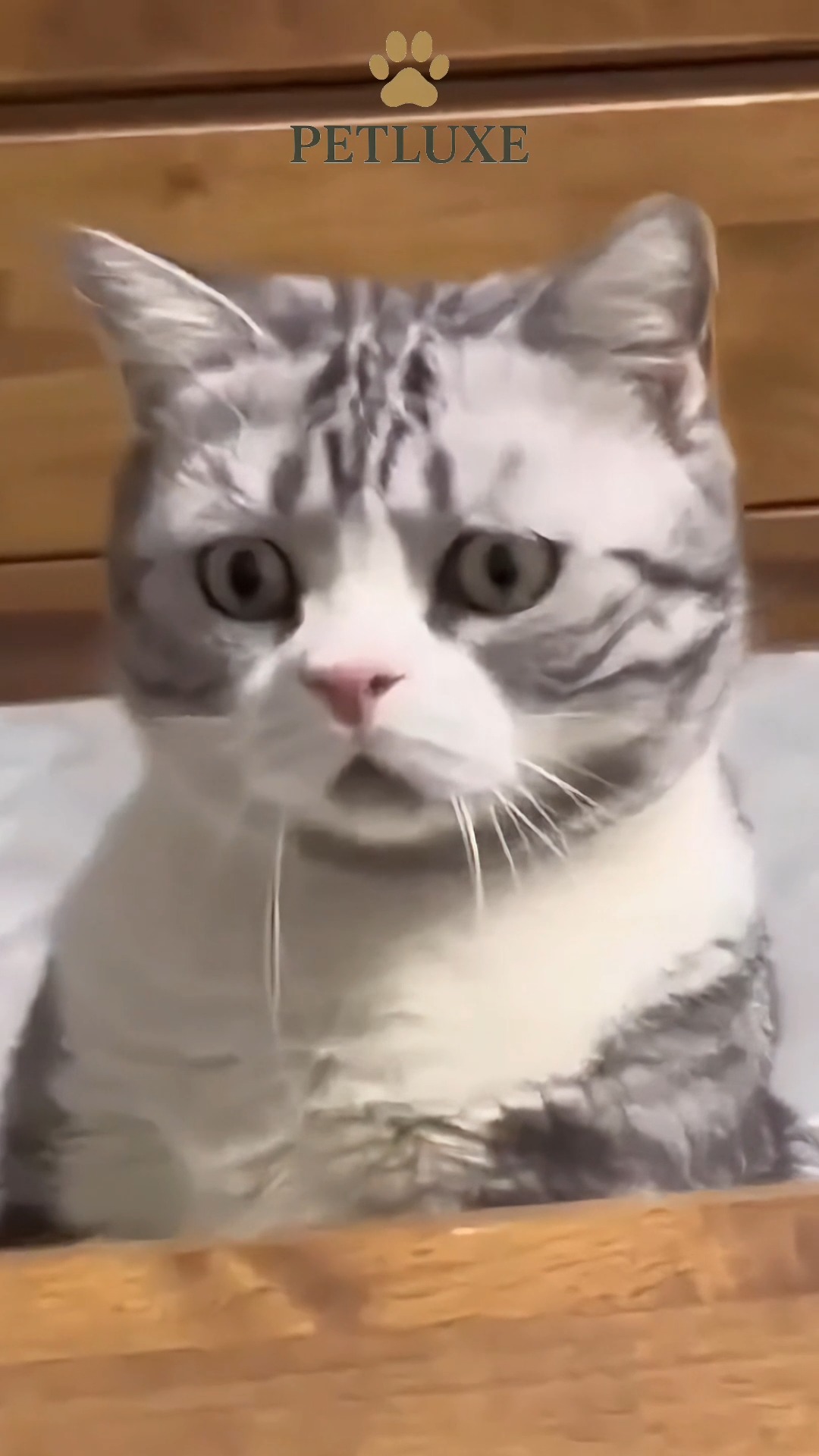 Pets be like… “What do you mean I can't eat the couch?” 😂🐾
If your pet has chaotic moments like this, you’re not alone.
Tag a fellow pet parent who needs a laugh today!
.
.
#PetLuxe #Grooming #FelineCare #AbuDhabi #PetHygiene #PetReels #FunnyPets