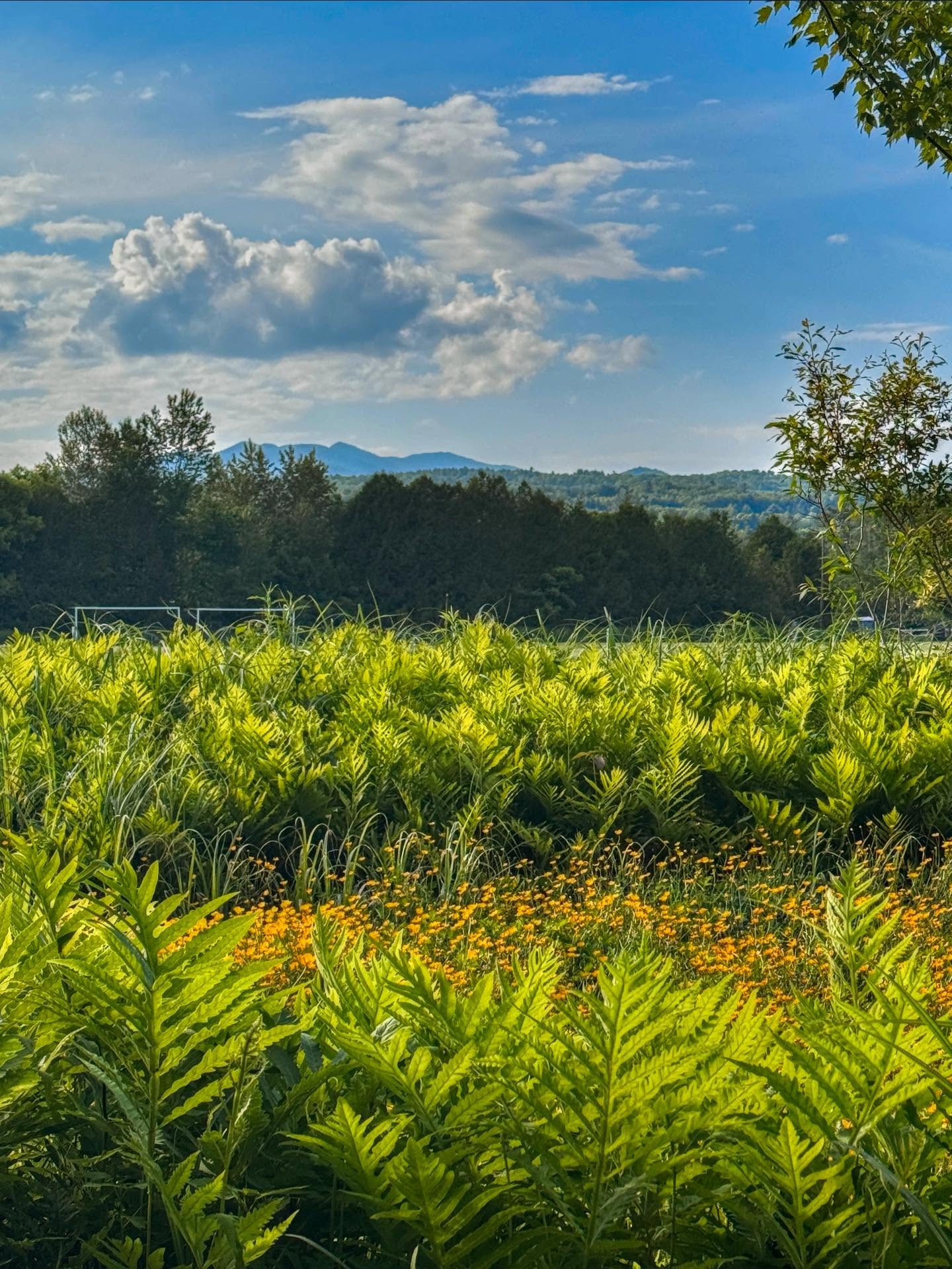Ποίημα γάρ Θεου
•
•
•
#vermont #quebec #canada #newengland #landscapephotography #stavrosfirst