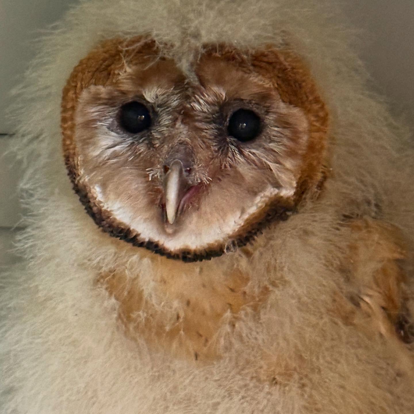 11 barn owl babies! WERC currently has 11 barn owl babies in care. As we keep receiving orphaned young in daily, we are also starting to release ones ready to go back to the wild.
This last week we have released 40+ of just one species! Take your guesses at what species with a comment below and we will post the answer on Friday— with plenty of cute photos and videos as well 🫶🏻
#werc #southbay #wildlife #barnowls #owls #birdsofprey #bayarea