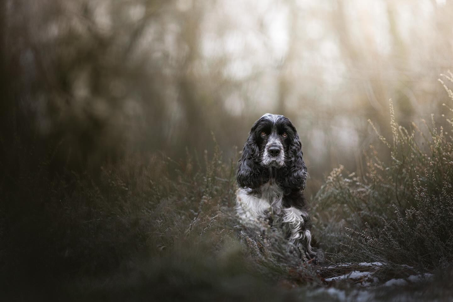 Het is bijna niet voor te stellen met de warme dagen, maar dit was een ochtend bij -2°C met Josje❄️🥶. Heerlijk om bij warme dagen soms een beetje te verlangen naar het kleine laagje sneeuw en de koude wind. 🌬️
#hondenfotografie #fotograaf #hond #cockerspaniel #natuur #bos #winter #zomer #fotoshoot #kou #dogphotography #canon #sigma