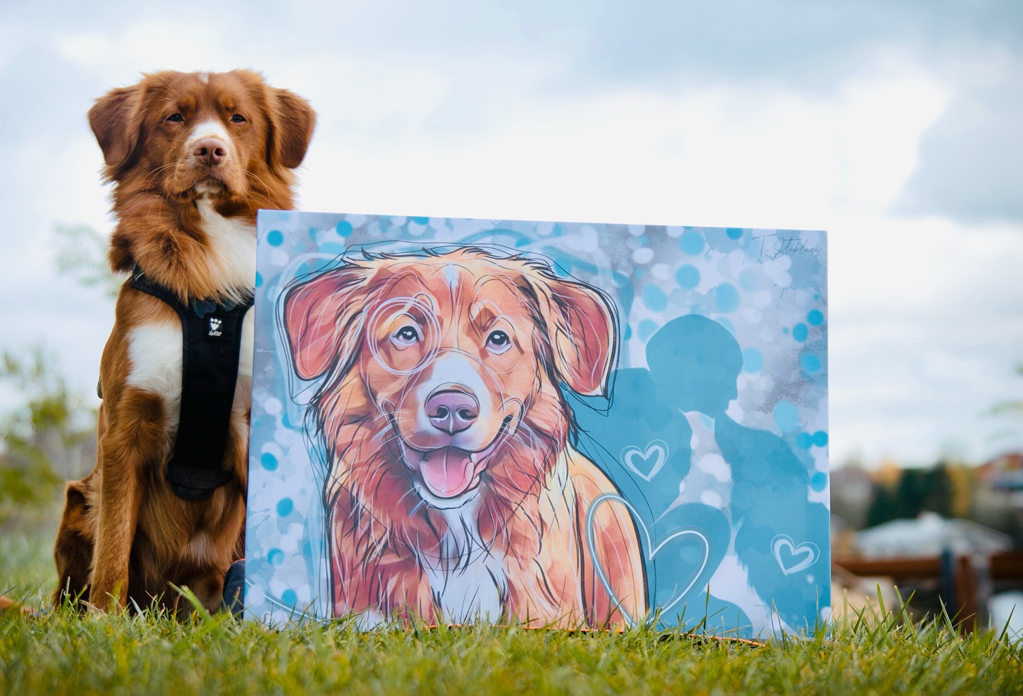 Tenhle fešák jménem Barry je oficiálně Nova Scotia Duck Tolling Retriever, ale většina mu říká prostě toller 🫶
A proč ten “tolling”? Ve volném překladu to znamená „vábit“ - a přesně to tihle psi dělají. Svým dováděním u vody lákají kachny blíž, aby je pak mohl lovec snadněji ulovit 🦆🦆
Barrýsek je můj jediný toller ve feedu, od roku 2022 jsem nenarazila na žádného dalšího u mých klientů - a jaká škoda! Strašně jsem si užívala kreslit tu dlouhou liščí srst, krásné bílé znaky, co dodávají mimořádný důraz na pohled a osobnost 💙
U portrétu jsem měla volnou ruku, proto jsem nakonec zvolila i méně častý formát na šířku. Do pozadí jsem vložila společnou fotku Báry a Barryho 🐾 dodává to obrazu určité množství lásky a poukazuje to na pouto mezi dvěmi dušemi 🖤
Chceš taky svůj obraz? Neváhej a napiš mi 💌 a pokud budeš mít zajímavé plemeno nebo smečku, dostaneš slevu! 😍
#dogart #dogportrait #dogdigitalinfluencer #dogdigitalart #dogdigital #psiportret #psikresba #obrazpejska #obrazsepsem #kanadskyretrivr #kanadskyretriever #toller #tolleroftheday #tollercz #tollersk #tollerdog #novascotiaducktollingretriever #novascotiaducktollingretrieversofinstagram #novascotiaducktollingretrieverpuppy @barry_toller
