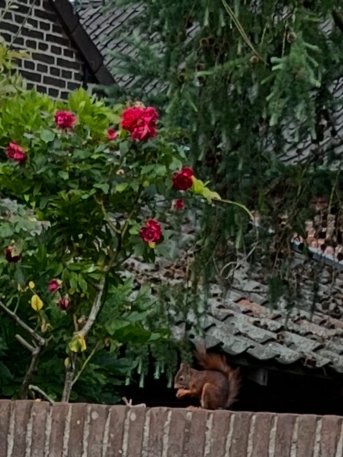 Het eekhoorntje weer gezellig bij ons op bezoek. Heerlijk hazelnoten oppeuzelen.