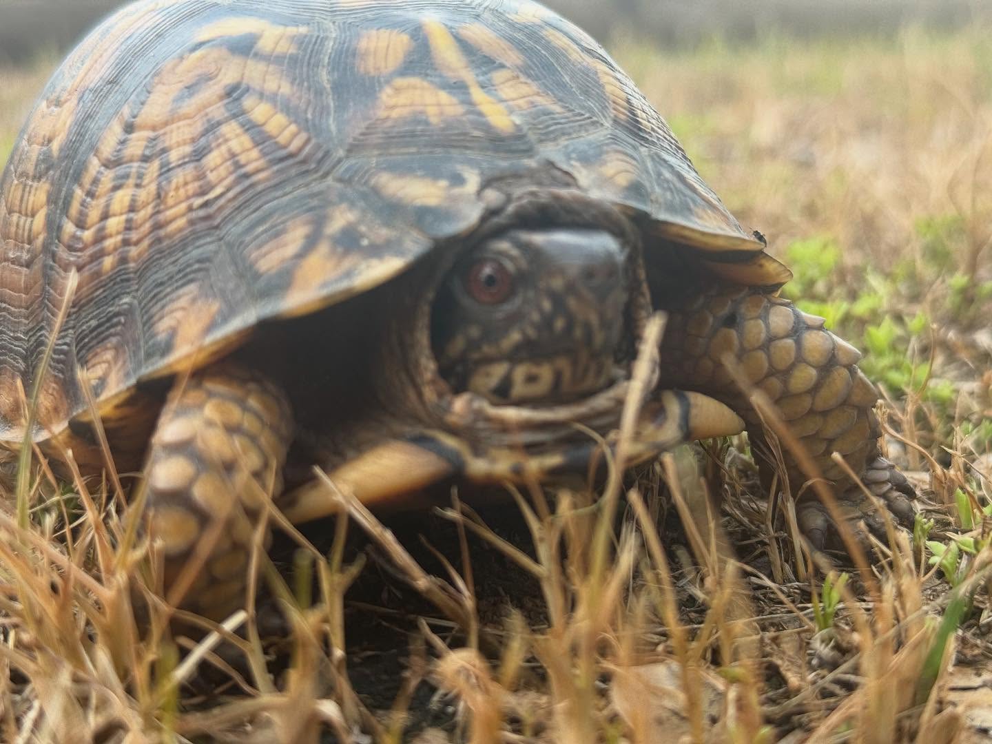 🐢✨ Spotted something special today at TGL Adventures — an Eastern Box Turtle with bold red eyes! ✨🐢
That red-eyed look usually means it’s a male — in fact, it’s one of the easiest ways to tell males and females apart. Males often have red or orange eyes, while females usually have brown or yellow ones.
Eastern Box Turtles are a terrestrial species native to Alabama, and they love the forested, humid areas we have right here along the Flint River. These little guys can live for decades — some even over 50 years! They play a key role in the ecosystem, helping control insects and spreading seeds.
🌿 A reminder: if you see a turtle crossing a trail or road, help it out only if it’s in danger — and always move it in the direction it was heading. These turtles have strong homing instincts and don’t do well when moved far from their territory.
Nature’s always showing off here — come float, explore, and maybe even meet one of our cool wild neighbors. 🛶🐾
#TGLAdventures #EasternBoxTurtle #WildlifeFind #RedEyedTurtle #FlintRiverWildlife #ProtectWildlife #NatureDiscovery #HuntsvilleAdventures