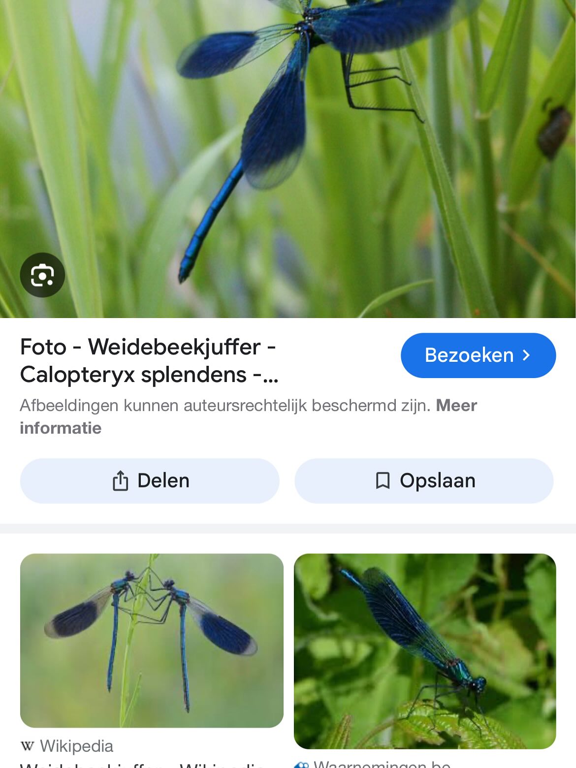 Vandaag de weidebeekjuffer voor het eerst in onze tuin gezien. Ontzettend mooie blauw gekleurde Libelle. Jaren geleden voor t eerst gespot in natuurgebied Grotelsche Heide waar men in t kader van biodiversiteit de sloten aangepast hebben om met name deze mooi libellesoort een mooie habitat terug te geven.