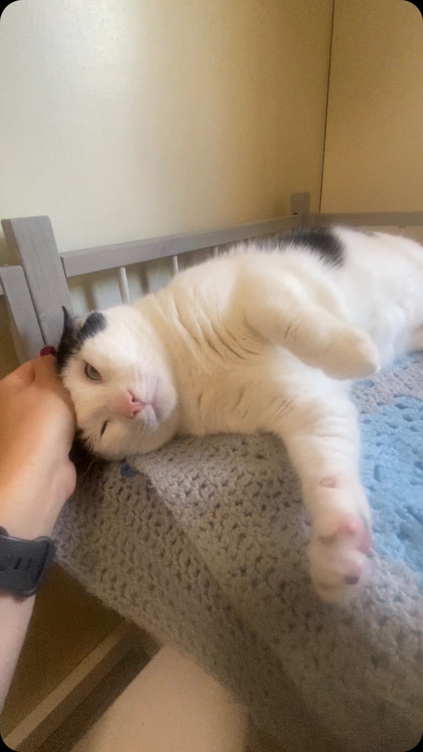 Cosy, calm and full of cuddles 💚 #cathotel
#catboarding #felinefriendly #purringcat #pethotel #cutecat #yorkshirecat #catlover #catterycat #cattery #happykitty #blackandwhitecats