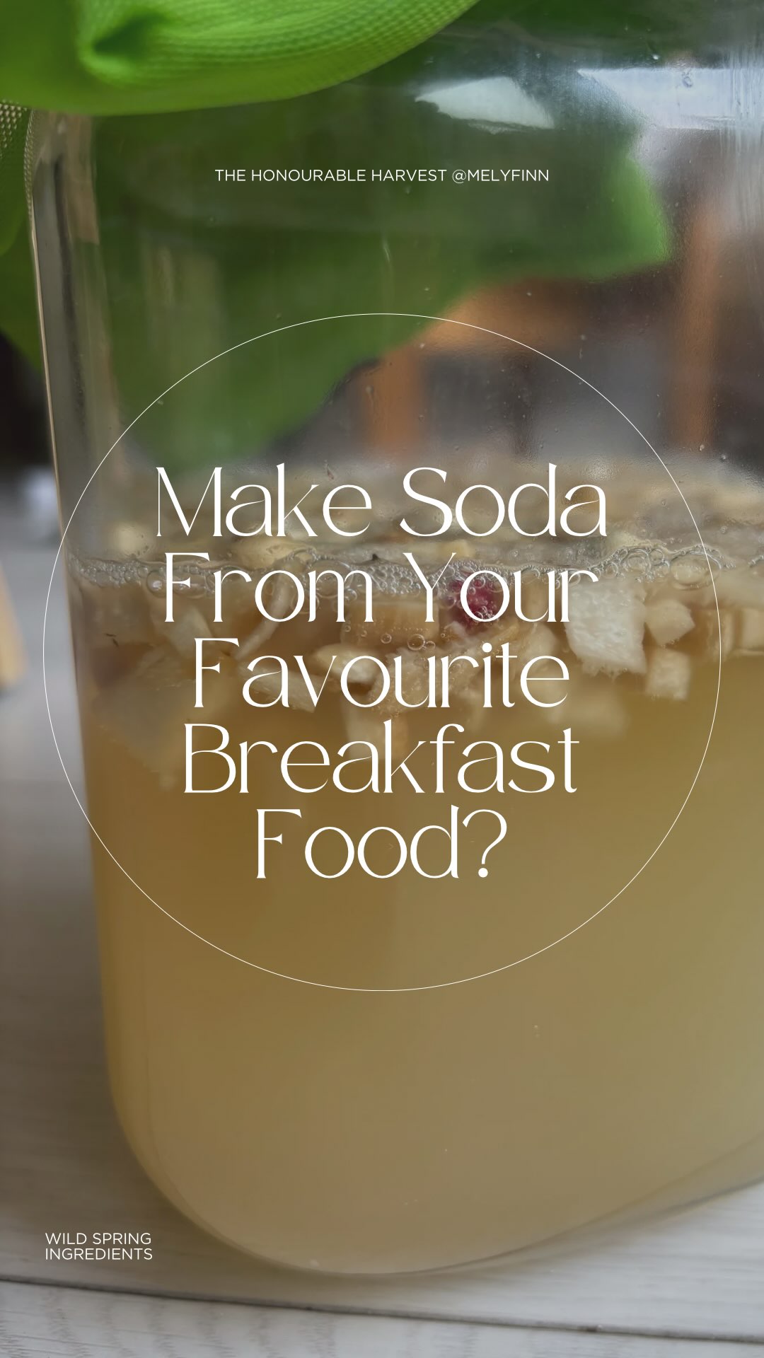Making soda from your favourite breakfast food?
I’m talking about Yogurt! When separated, the liquid from organic yogurt is filled with all sorts of the right stuff to bubble up some soda with the right recipe (and even the wrong recipe sometimes haha). I will tell you how! It’s super easy peas.
But why whey?!
Making soda with whey gives you such a rounded, integrated flavour. It softens bitterness, brings everything into harmony, and adds this gentle smoothness to the texture. The bubbles are super fine — which makes delicate ingredients like flowers really shine.
• Naturally probiotic
• Gut + immune support
• Gentle fizz, easy to digest
• Hydrating & mineral-rich
Let’s start by hanging some organic plain yogurt so we can get the whey (liquid) out. This will leave you with the most beautiful thick yogurt which has higher protein content which you can make into sweet or savoury dips, spreads and yogurt bowls... basically choose your own adventure.
Use as much yogurt has you’d like but at least 1/2 cup and hang it in a couple layers of cheesecloth. (See tip below)
Hot tip: I tie the cheesecloth around the middle of a chopstick and rest it across the top of a 1L jar — that way, the yogurt can hang and strain right inside the jar. Super easy!
Adaptable Base Recipe For Whey Soda
For every 1L of water, add:
• ¼–½ cup whey (or the liquid from strained yogurt)
• ¼–½ cup sugar (depending on how sweet you like it)
• A flavour base of your choice — think herbs, flowers, fruit scraps, or a combo!
Give it a good stir, cover with a cloth or loose lid, and let it ferment at room temp for 2–5 days. Taste daily and bottle when lightly bubbly.
#WildFermentation
#ForagedSoda
#WheySoda
#FermentTheSeason
#TheHonourableHarvest
#WildCraftedDrinks
#GutHealth
#NaturalFizz
#ProbioticSoda