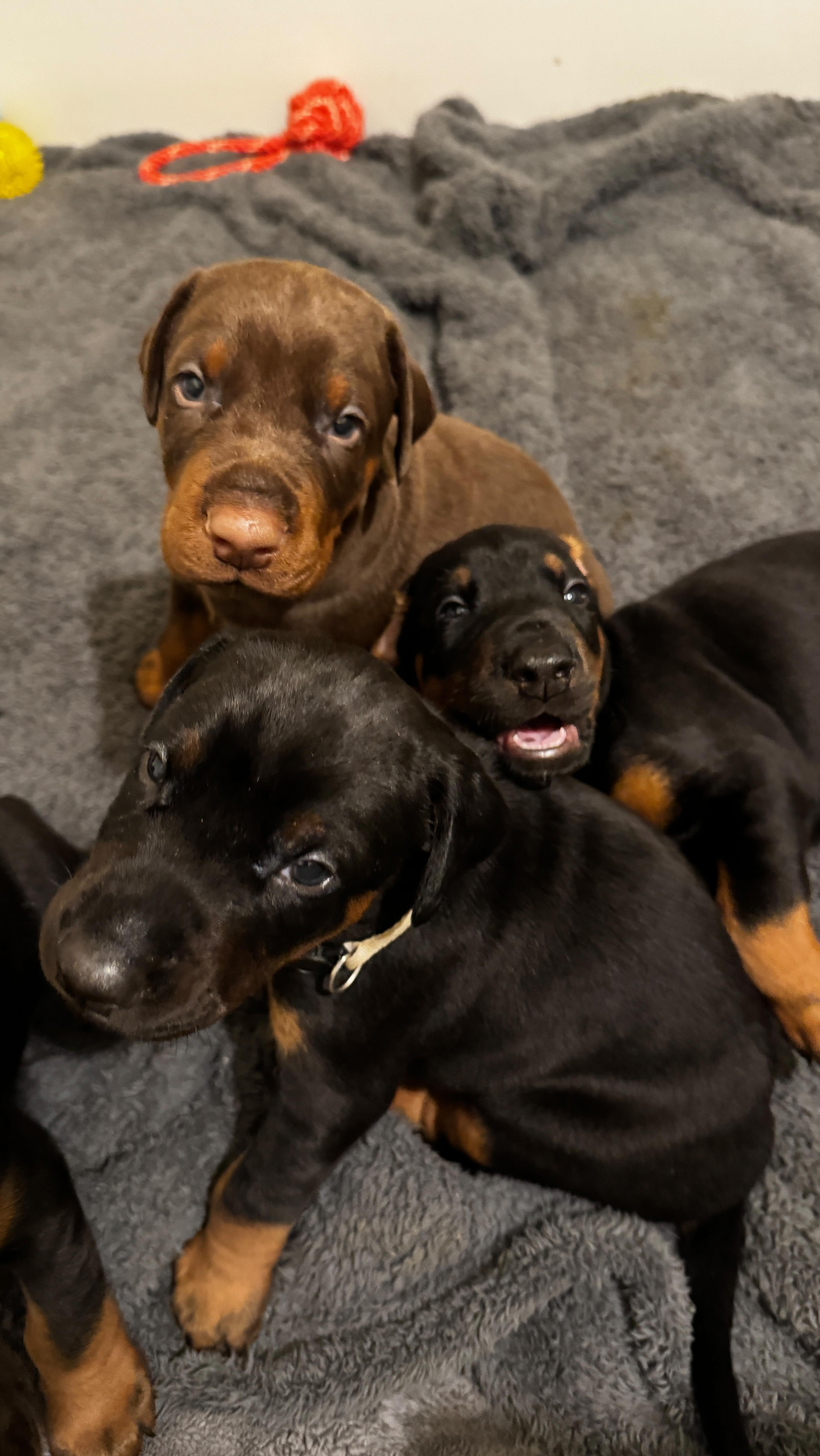 PART 1
Join me as I prepare breakfast for our 3.5 week old Dobermann puppies 🥩
We would love to give a shout out to @bigdogpetfoods @di_vetelact and @thepetfoodshopballarat for helping us grow the ultimate Dobermanns 💪🏼
If you guys would like to see more content like this let us know below 👇🏼 or send us a dm with any questions you may have!