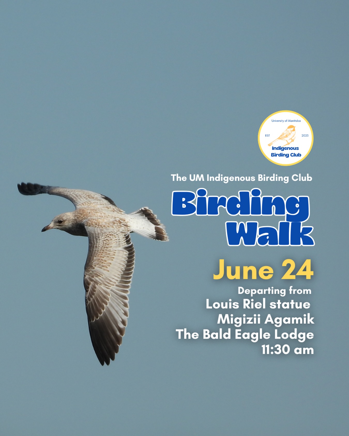 Join us for a relaxed, 1.5-hour birding walk that begins at Migizii Agamik – The Bald Eagle Lodge. We’ll gather at 11:20 am by the Louis Riel statue, with the walk starting promptly at 11:30 am. The walk will take us to King’s Park, or another nearby location, at a leisurely pace, allowing us to enjoy the sights along a mix of pavement, grass, dirt, and gravel paths. The terrain is mostly flat, with just a few gentle slopes.
These walks are open to BIPOC (Black, Indigenous, and People of Colour) folks and allies who share our belief that birding is for everyone, regardless of experience. Whether you’re new to birding or a seasoned enthusiast, we welcome you to join. Just dress for the weather and be sure to bring sunscreen and water. If you don’t have your own binoculars, we have some available to borrow.
Our walks are an opportunity to connect with nature, build community, and learn from one another in a relaxed and supportive environment. Feel free to participate at your own pace — there’s no need to stay with the group the entire time, and you’re welcome to come and go as you please.
Accessibility Information:
The walk covers a variety of paths, including pavement, grass, dirt, and gravel, with mostly flat terrain and a few gentle slopes.
Washrooms are available approximately halfway along the walk.
If you need assistance or have specific accessibility requirements, please let us know in advance so we can do our best to accommodate you.
Parking:
Please note there is NO free parking on campus M-F from 8:30 AM to 4:30 PM. Parking is available for a fee in the Parkade and at metered spaces for a fee.
We look forward to seeing you there!
Photo: @justinleerasmussen
