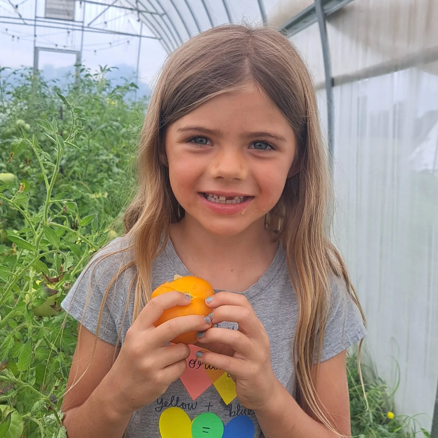 Enjoyed the cooler temperatures this morning harvesting tomatoes! We may or may not have forgotten to plant red tomatoes this year...🤦♀️. But if you like your tomatoes sweet, these are the best you can get! Let me know if you'd like some, we've got plenty! ($3/lb) The kids like to eat these straight from the bush like an apple!