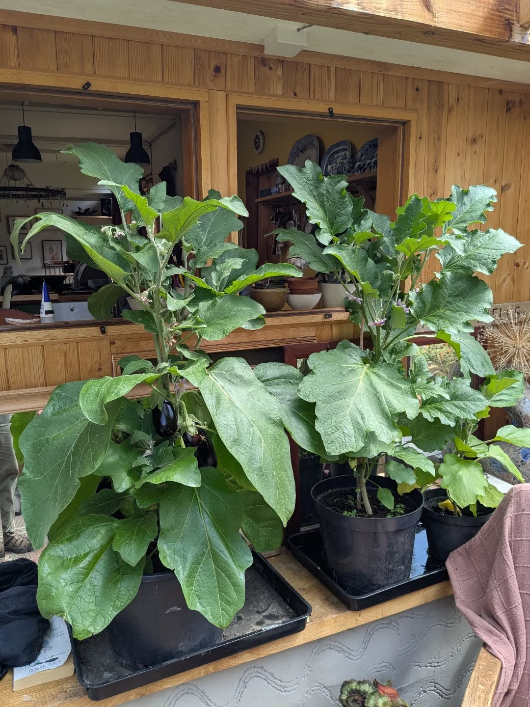 We have aubergine lift off in the conservatory...