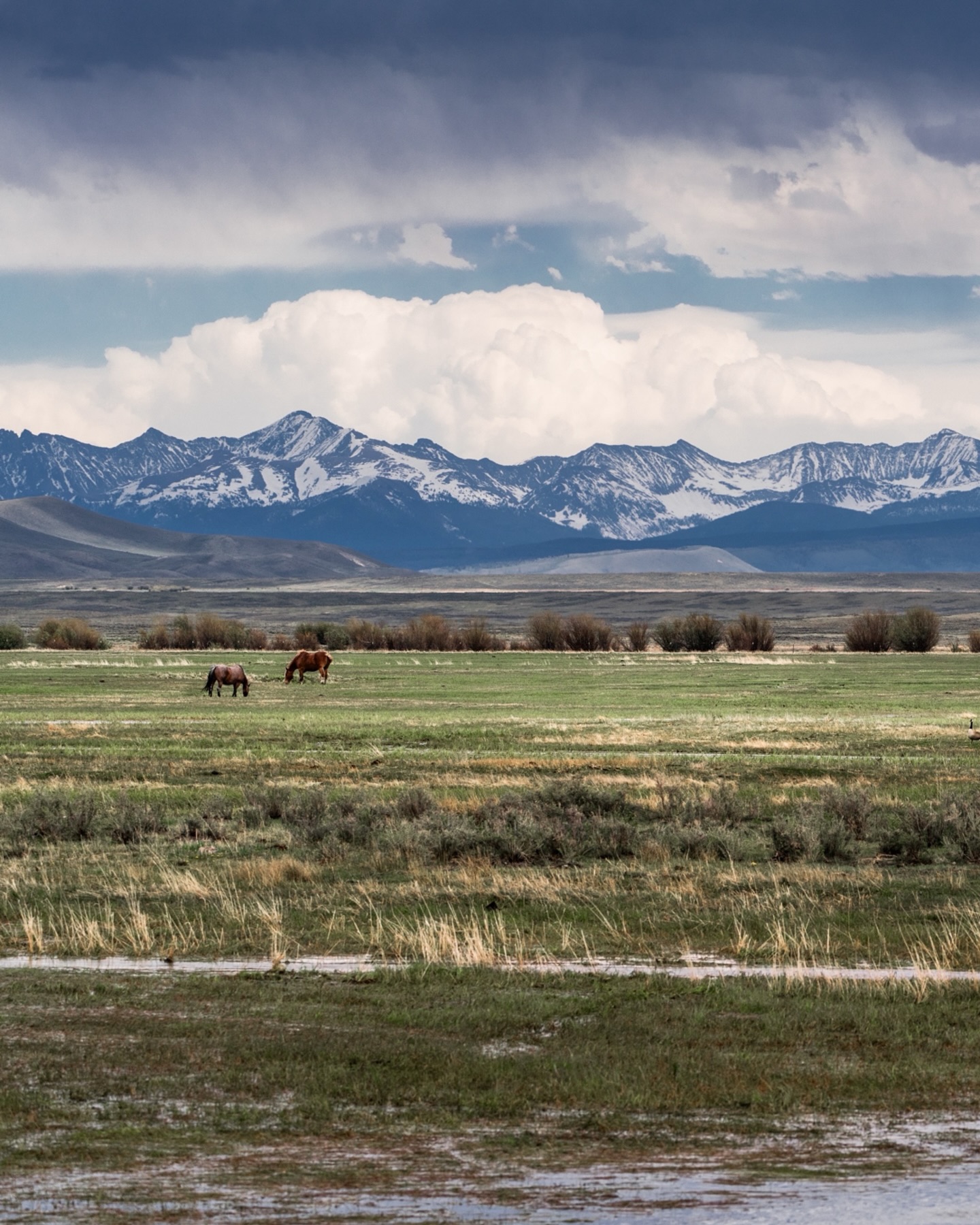 Zoom in! How many different animals can you count?!
Nothing like going on a road trip and stumbling upon unexpected gold 🏔️🐎🪿🌾☀️
#wyoming #snowyrange #openroad #landscapephotographer