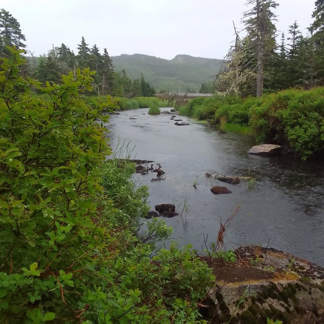Ahh. Happy ducks in the rain. 💙💙
