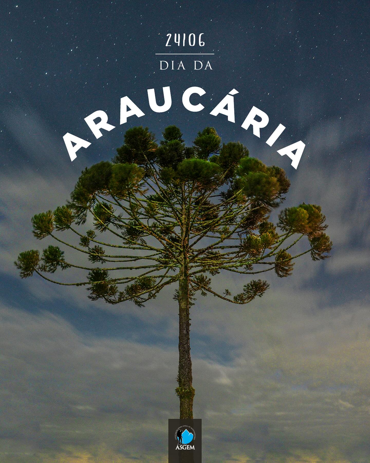 Araucaria angustifolia: um fóssil vivo à beira do silêncio
Sobrevivente do Jurássico, a araucária atravessou 150 milhões de anos, testemunhou a fragmentação dos continentes e hoje resiste com menos de 3% de sua floresta original. Uma tragédia anunciada, mas ainda reversível.
⛰️ Símbolo do montanhismo brasileiro. Suas copas em forma de candelabro são faróis para trilheiros na Serra Geral. Seus pinhões alimentam gralhas-azuis e cutias, guardiãs da Araucária.
📜 Leis que tentam protegê-la
- Proteção federal pela Lei da Mata Atlântica (11.428/2006) e veto ao corte (Conama 278/2001)
- Em Santa Catarina, o IMA monitora seus últimos refúgios na Serra Geral, onde ela molda a paisagem e a cultura
🔬 A ciência corre contra o tempo. A Embrapa avança com técnicas como a clonagem de araucárias centenárias e o desenvolvimento de pinhões precoces – sem perder seu valor nutricional. Enquanto isso, estudos projetam seu possível desaparecimento até 2070 se nada mudar.
🛡️Como você pode ajudar
- Plante mudas de araucária (com orientação técnica)
- Compre pinhão apenas de fontes legais e sustentáveis
- Denuncie crimes ambientais: corte ilegal ou comércio irregular podem ser reportados ao IBAMA (Linha Verde: 0800 61 8080) ou ao órgão ambiental do seu estado
- Apoie projetos de reflorestamento e educação ambiental
Entidades em nossa Região:
🔎 IMA/SC - Fiscaliza, mas precisa de mais recursos
ima.sc.gov.br
🚨 Polícia Ambiental - Atua, mas necessita de maior efetivo (Denuncie: 181)
🏙️ Municípios - Podem fazer mais pela proteção urbana da espécie
⚠️ Perder a araucária não é perder uma árvore. É apagar um capítulo da história da Terra. Resta a pergunta: estamos fazendo o suficiente para que ela sobreviva ao nosso tempo?
#DiaNacionalDaAraucária #Preservação #mataatlantica #araucaria #serracatarinense #montanhismo #trekking #escalada #hikinglife #camping #parquesnacionais #canionsdobrasil #serrageral #asgem