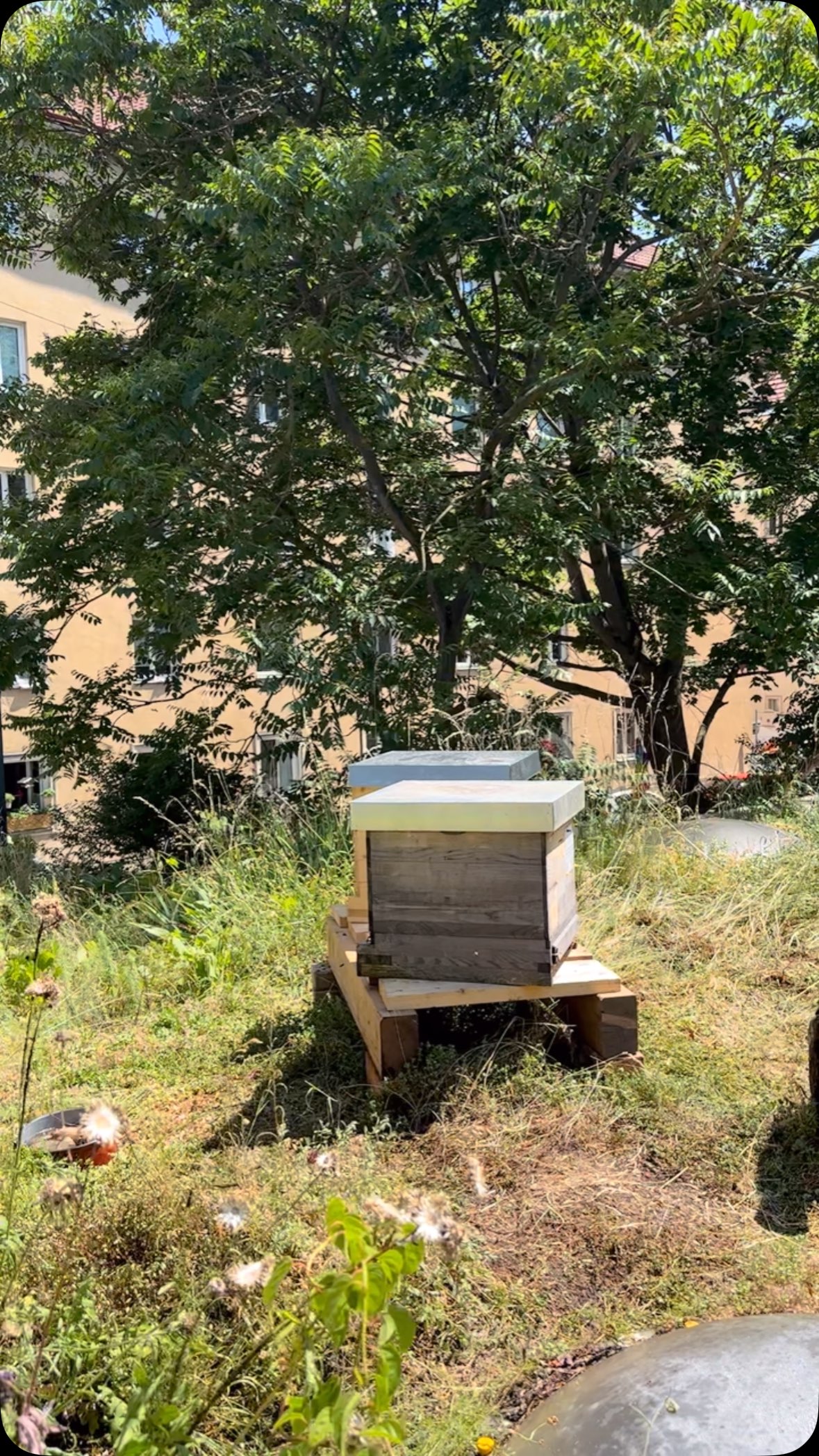 ✨🐝 Zuwachs am Robinson-Spielplatz! 🐝✨
Wir haben zwei unserer Bio-Bienenstöcke auf den @kinderfreunde_robinson_1190 gebracht – einen Ort, an dem Natur, Neugier und Kinderrechte ganz groß geschrieben werden. 🫶
Ab sofort haben die Kinder dort ihre eigenen Bienen, können beobachten, Fragen stellen, mitlernen – und vielleicht schon bald zu kleinen Imker:innen werden! 👧🧑🍯
Es ist uns ein echtes Herzensanliegen, Natur erlebbar zu machen – denn wer früh versteht, wie wichtig Bienen sind, wird später mit umso mehr Herz mithelfen, sie zu schützen. 💛🌼
Ein großes Danke an die @kinderfreundewien für diese wunderbare Kooperation! Wir freuen uns auf eine lebendige Zeit voller kleiner Entdeckungen und großer Aha-Momente. 🐝
#BioImkerei
#Stadtbienen
#KinderUndNatur
#Bienenpädagogik
#NaturErleben
#BienenFürKinder
#KleineImker
#Bienenprojekt
#WienMitKindern
#NachhaltigGroßwerden
#Kinderrechte
#Naturpädagogik
#RobinsonSpielplatz
#WienerKinderfreunde
#BienenLiebe
#SummendeSchule
#LernenMitBienen
#NaturBildung
#BienenSchützen
#BienenSindWichtig
#BildungFürNachhaltigeEntwicklung
#LebensraumSpielplatz
#KinderStärken
#Umweltbildung
#SummSumm
#ZukunftMitFlügeln
#GemeinsamFürDieBienen
#KindgerechteBildung
#NaturVerbindet
#SpielendLernen