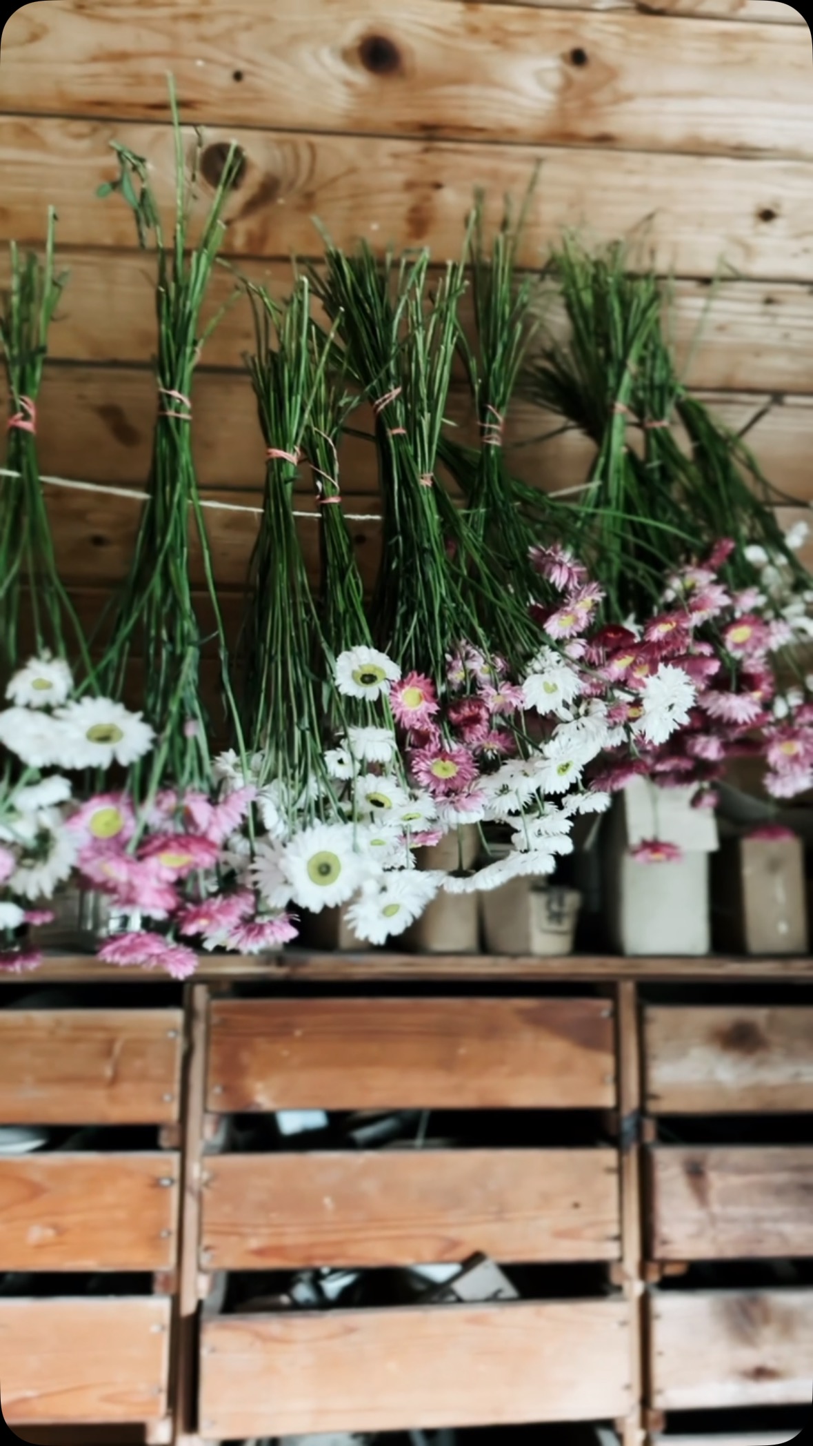 Auch wenn der Sommer gerade erst begonnen hat, wird hier schon an den nächsten Winter gedacht. Wie schön ist es, dass wir die warme Jahreszeit mit den bunten Blüten konservieren können! Blumen, die an morgen denken! It is what it is! :-)
#trockenblumen #dryflowers #sonnenfluegel #blumendieanmorgendenken #bluehmelei #slowflowers #slowflowerbewegung #flowerbauer