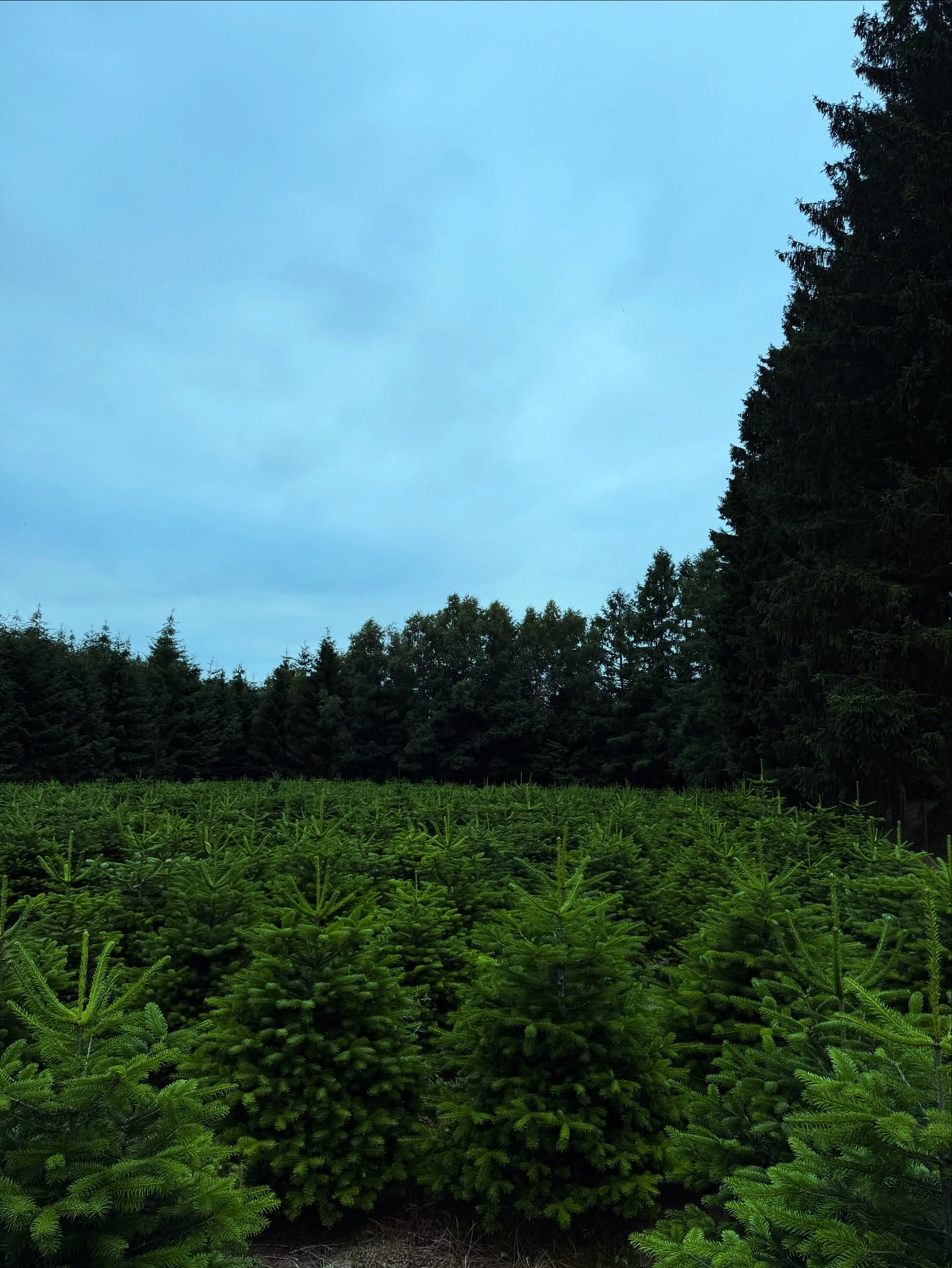 🎄 In 6 Monaten ist Weihnachten! 🎄
Kaum zu glauben, aber heute in genau 6 Monaten duftet es wieder nach Tannenzweigen, Lichterketten funkeln – und unter dem Weihnachtsbaum warten die Geschenke. 🌟🎁
Wer sich jetzt schon auf die schönste Zeit des Jahres freut, darf sich auf unseren Weihnachtswald freuen – mit frischer Luft, heißem Glühwein und der Möglichkeit, sich den perfekten Baum selbst zu schlagen! 🌲🪓
👉 Bleibt dran – wir haben in den nächsten Wochen tolle Überraschungen für euch!
#Weihnachten #Weihnachtsbaum #Countdown #Tobergte #Baumschlagen #Familientradition #Glühweinzeit #Weihnachtsvorfreude