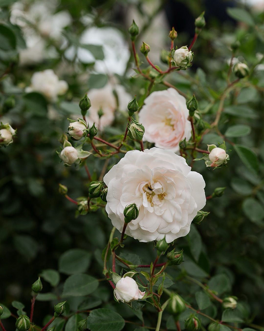 Loved the colors of this 14th century monastery tucked away in the hills of Tuscany