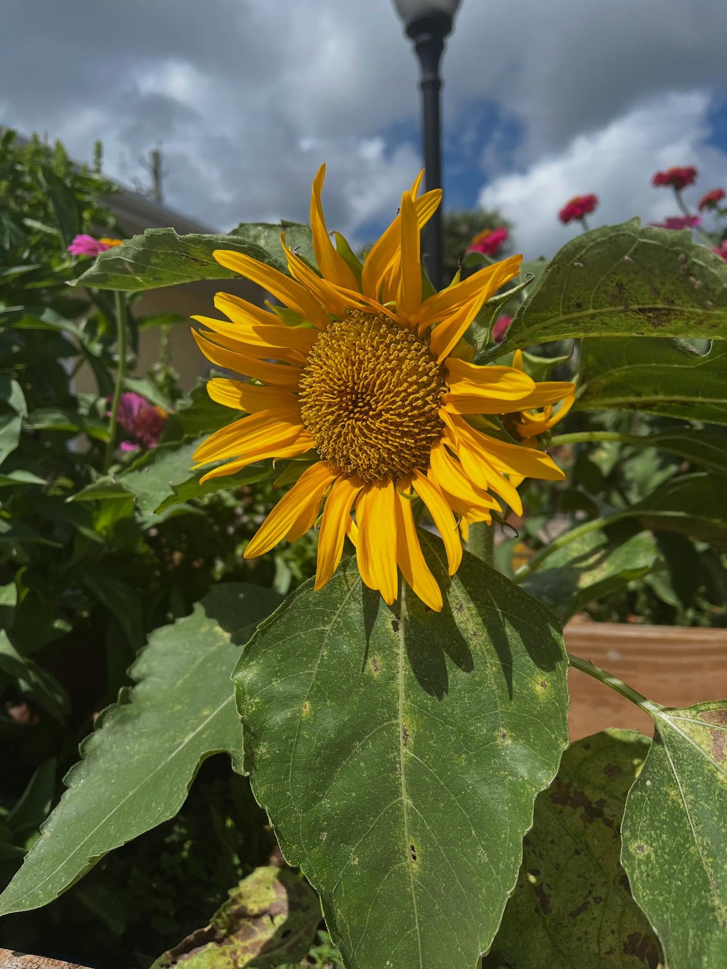 Love to see a happy summer garden! ☀️