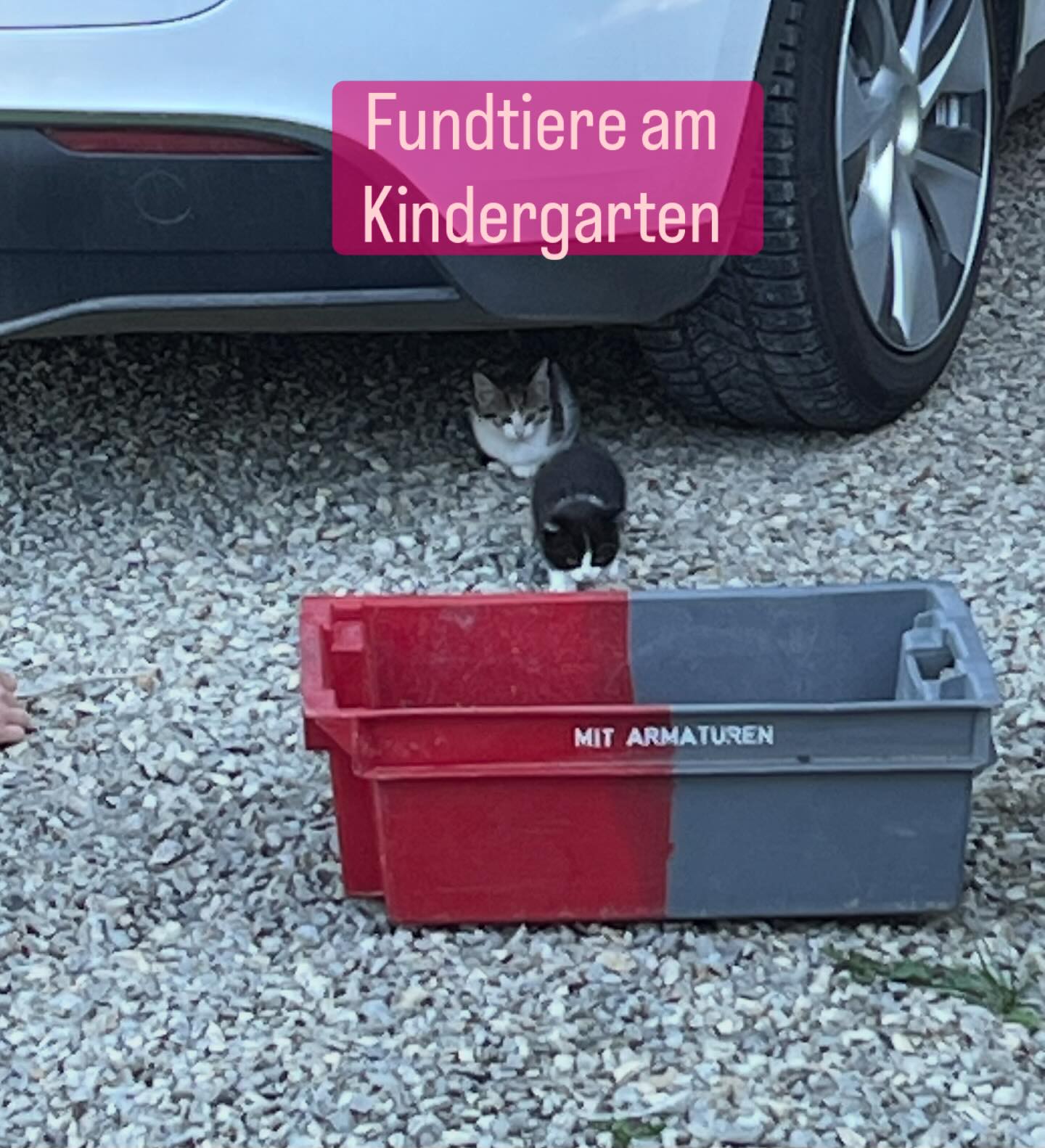Fundtiere: Auf unserem Parkplatz würden zwei Babykatzen gefunden. Wir haben sie eingefangen und sie sind jetzt beim @tierheimvlotho
Wer weiß zu wem sie gehören, bitte beim Tierheim unter 057335665 melden.