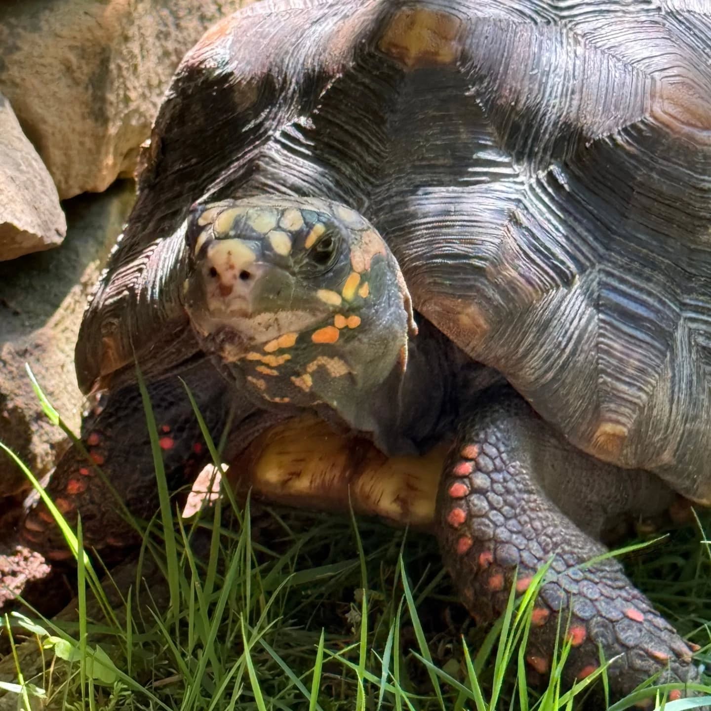 While the kids are away the animals still play at Counterpane! Our turtle Yoda is exploring in the garden, Beck the donkey drinks water from his trough (kept mosquito free by goldfish!), our baby turkeys continue to grow, and Ben is as sweet as ever 😍 They are all enjoying their summer break and we hope you are too! 🌞