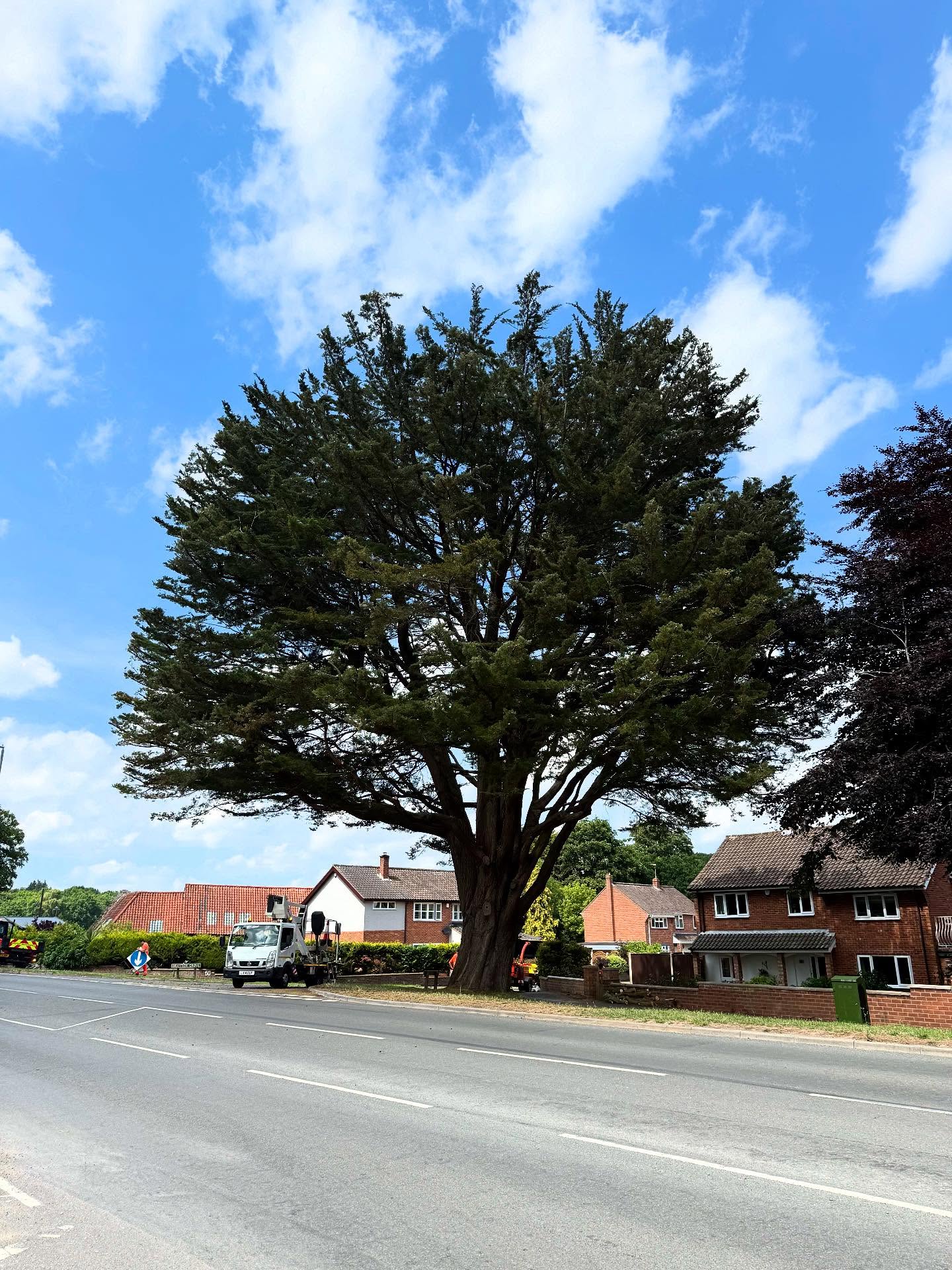 A real team effort on this massive Monterey Cypress. A large branch from the tree unfortunately failed previously, so this meant a heavy crown reduction was needed. Taking heavy weight from the branches should reduce the likelihood of splitting and breaking in strong winds. 🌲🌳👷🏼♂️🚦 🍃 👌🤌#amgroundmaintenance #norfolk #norwich #norfolkbusiness #norwichbusiness #edp24 #arb #arblife #arboriculture #norfolkbloggers #norwichbusiness #norwichlife #arboriculture #treesurgery