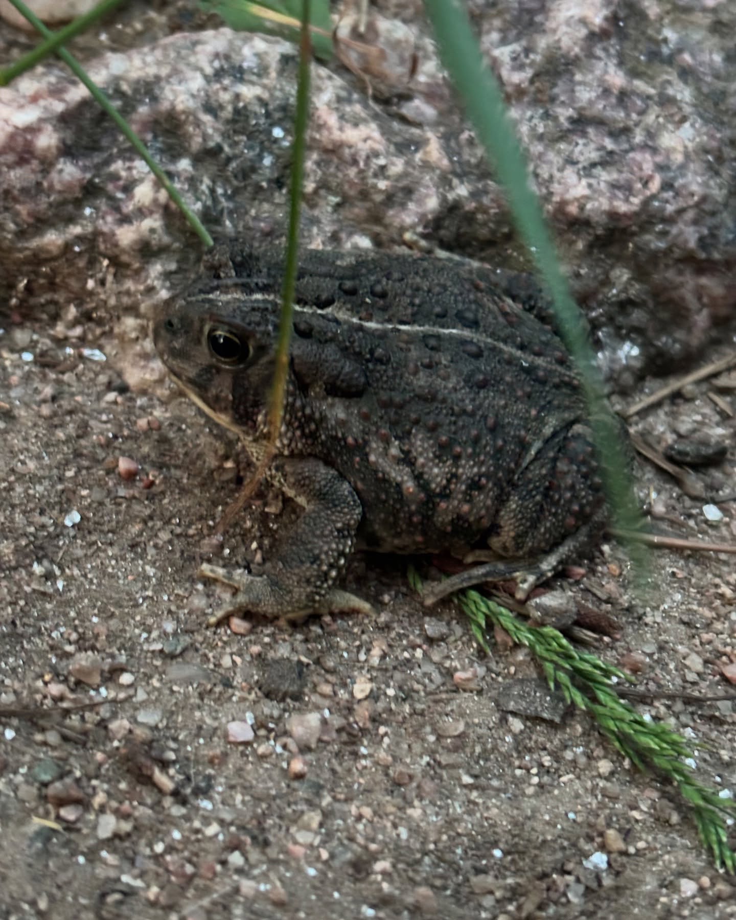 Today was really hot, even at 5am! This trail wasn’t very long, yet quite difficult! If you’re visiting Fort Collins, it’s a great quick trip with a wonderful view of Horsetooth Reservoir!
Trail: Arthur’s Rock Trail
Time: 1:26 (45 minutes to summit)
Distance: 3.4 miles (5.47 km)
#climbershaul #fyp #smallbusiness #hiking #nature #buddy #colorado #sunrise #earlybird #rockies