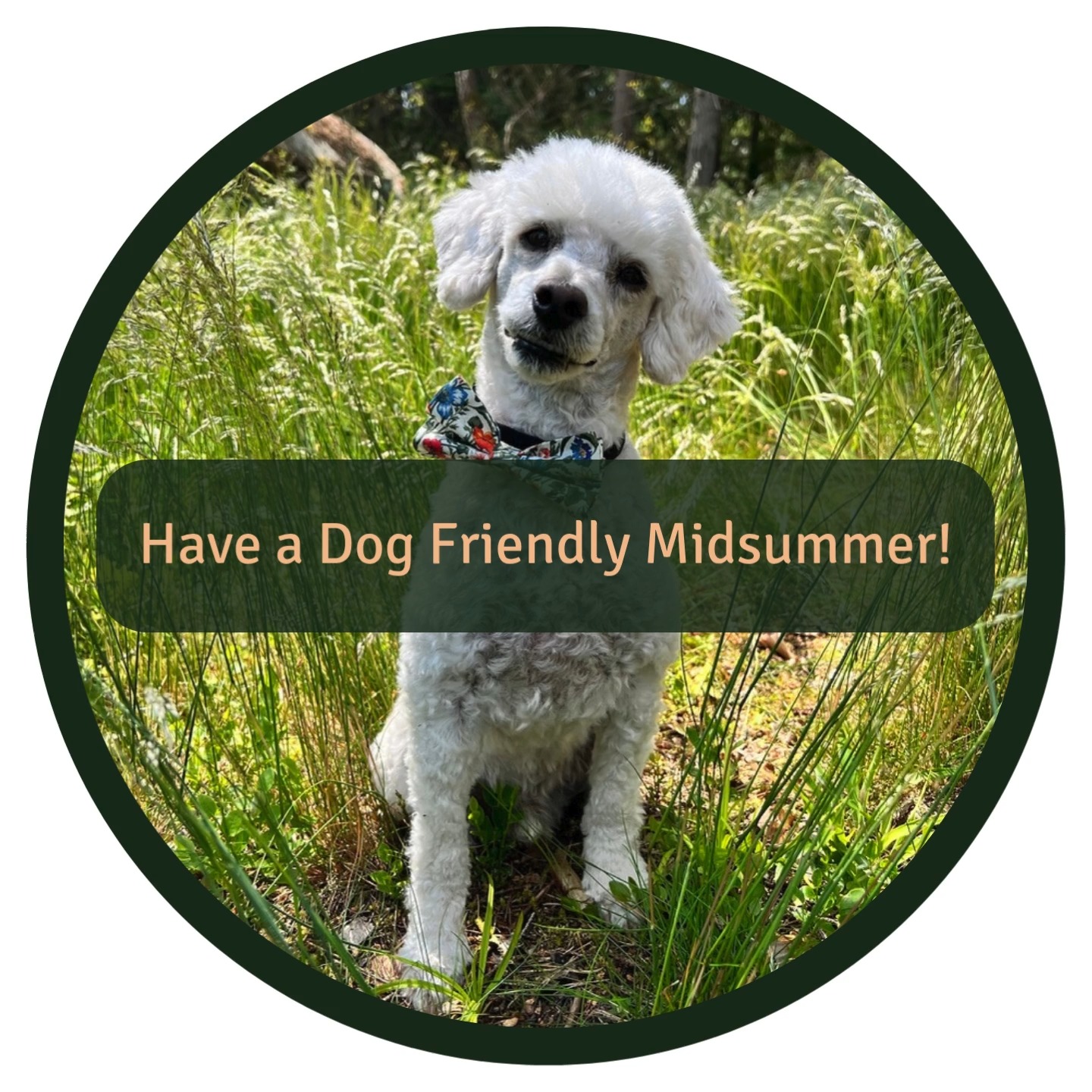 🌸🐾 Midsummer Safety Tips for Dogs 🐾🌸
Midsummer fun can pose risks for dogs! Keep your dog safe with these quick tips:
☀️ Heatstroke: Walk in cooler hours (before 11am or after 4pm), and always provide water and shade.
🔥 Fireworks & Bonfires: Loud, scary, and risky, keep dogs indoors and safe.
🌺 Toxic Treats: Watch out for harmful foods (like chocolate, grapes) and flowers (like lilies).
🌿 Ticks & Bugs: Use flea/tick preventatives and check after walks.
🍻 Party Leftovers: Keep alcohol, bones, and trash away from curious snouts.
🎉 Crowds & Stress: Not all dogs love parties. Offer a calm space if needed.
👶 Loud kids, fast movements, and unfamiliar guests can be overwhelming, ALWAYS supervise interactions to keep everyone safe and happy.
👉 Bonus Tip: Pack a pet first aid kit and keep your vet’s info handy.
Let’s celebrate safely, for us and our furry friends 🐶💛
#Midsummer #DogSafety #PetTips
