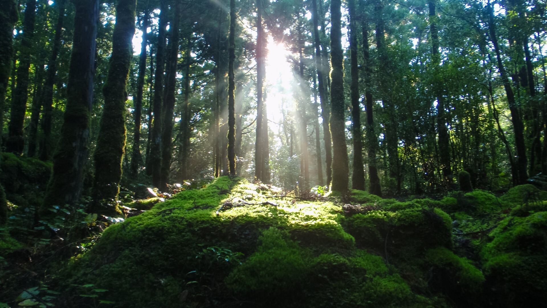 📍屋久島Yakushima
.
Yakushima, a UNESCO World Heritage Site in southern Japan, is a lush, rain-soaked island known for its ancient cedar trees—some over 1,000 years old. In June, mist drifts through its moss-covered forests, waterfalls flow with power, and the entire island feels alive with nature. Whether you're hiking through the primeval forest of Shiratani Unsuikyo or standing beneath the towering Jomon Sugi, Yakushima offers an unforgettable journey into the heart of wild Japan.
.
.
.
屋久島位於日本南部,是一座被列為世界自然遺產的神秘島嶼,以樹齡超過千年的屋久杉著稱。六月的屋久島雨水豐沛,整座島嶼被綠意與霧氣籠罩,瀑布奔騰、苔蘚遍布林間,彷彿踏入一個童話世界。無論是走進白谷雲水峽的原始森林,還是在巨大的繩文杉下仰望,屋久島都能帶來一場與自然深度對話的旅程。
.
.
.
.
#japanguide #triptojapan #travelinjapan #visitjapanjp #visitmyjapan #jntosg #visitjapanphillipplines #jntoid #visitjapanAU #japanrevealed #travelgraphy #travelgram #traveling #trending #japanese #instagram #osaka #visitjapanUS #visitjapanCA #TravelJapan #JapanTrip #ExploreJapan #Yakushima #Japanforest #JapanJune